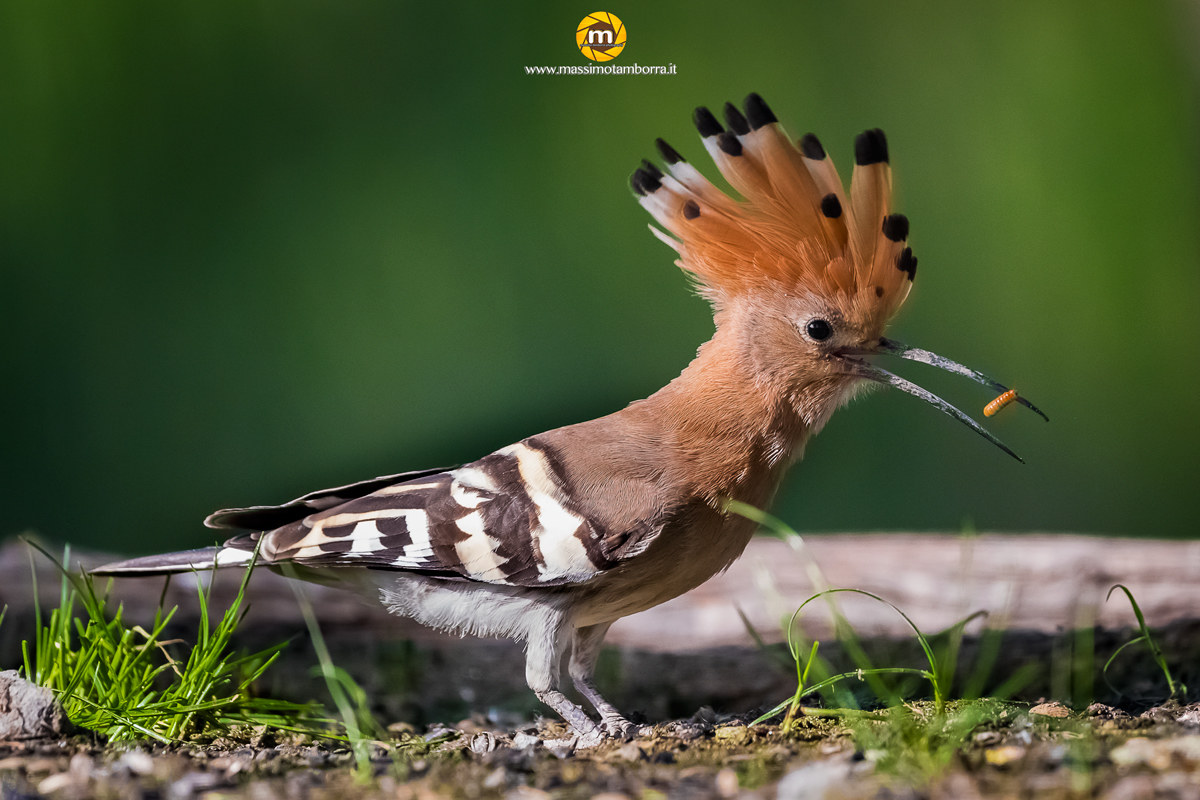 Fast food - Hoopoe