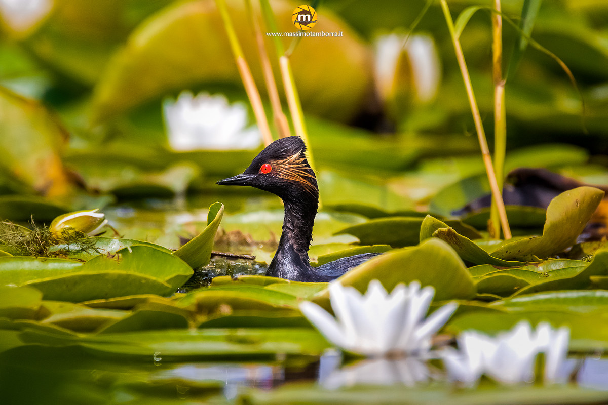 Grebe Minor summer plumage - reproduction period