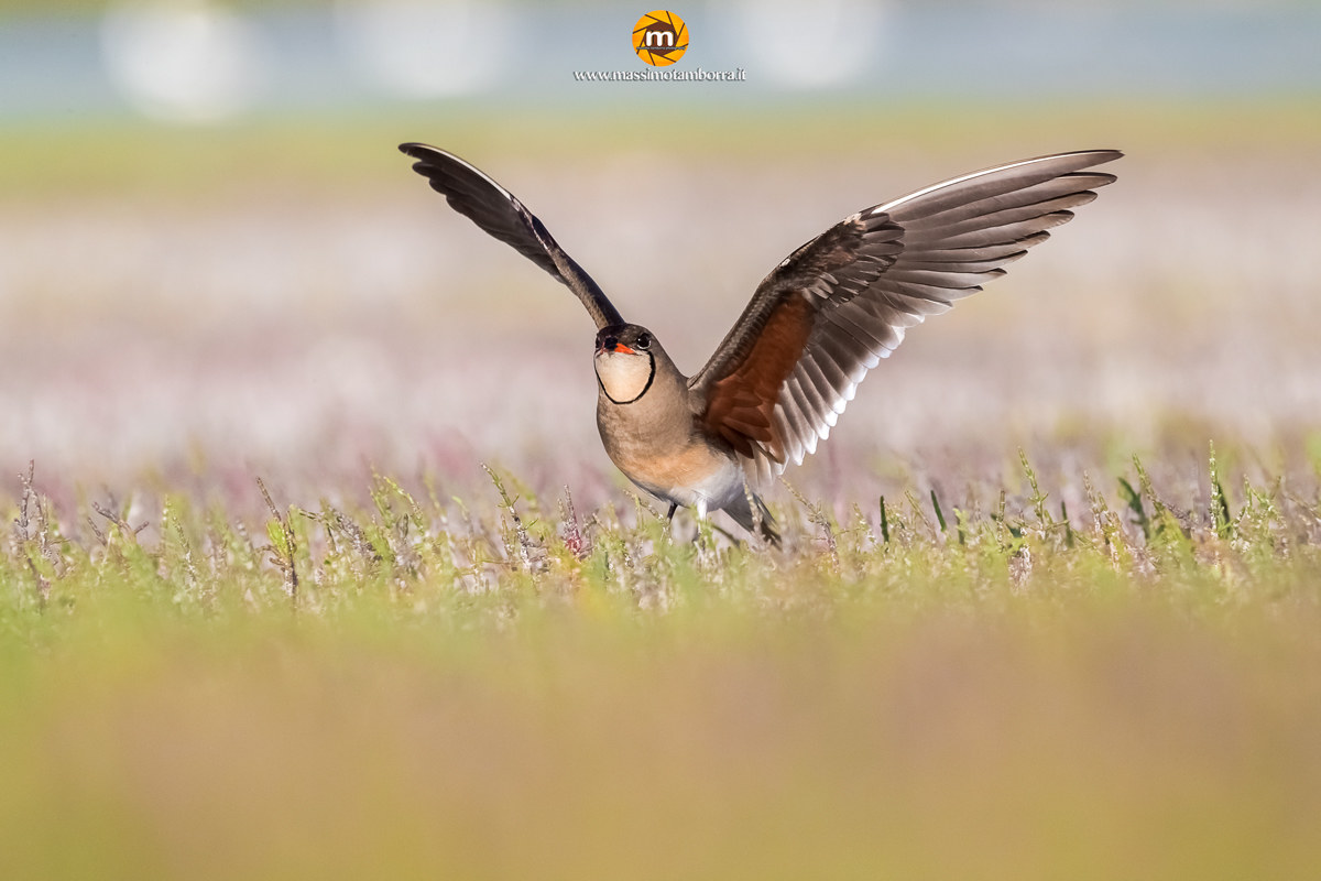 Ultimate Defense - Pratincole in defense of the nest