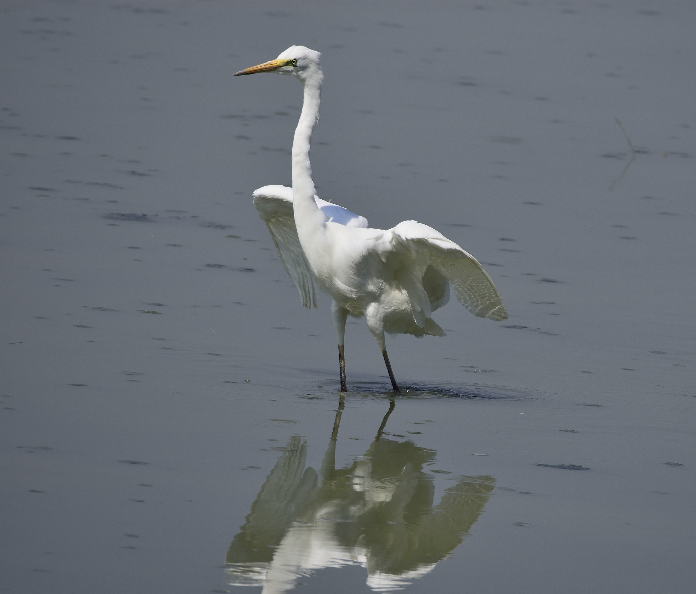 great white heron