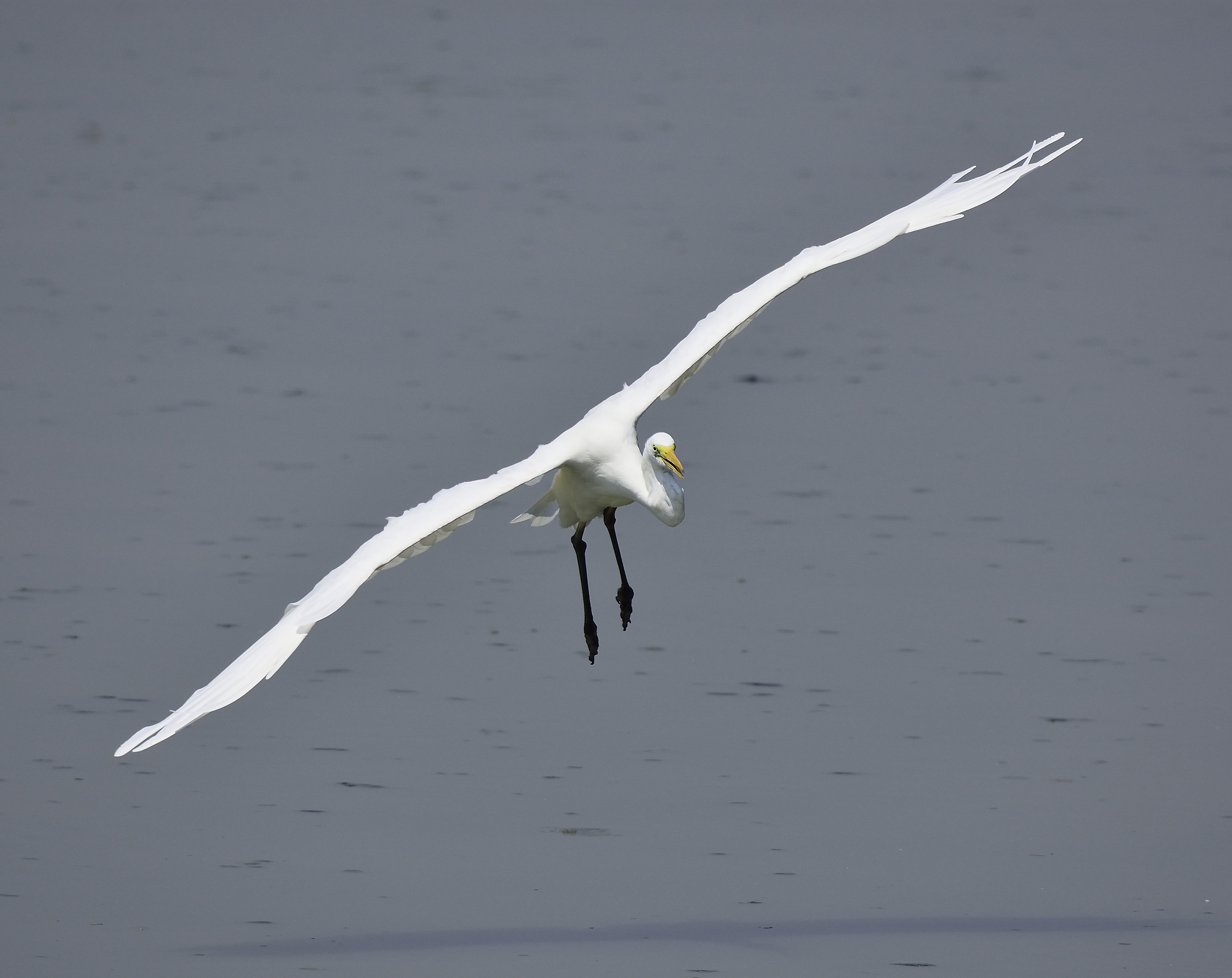 great white heron