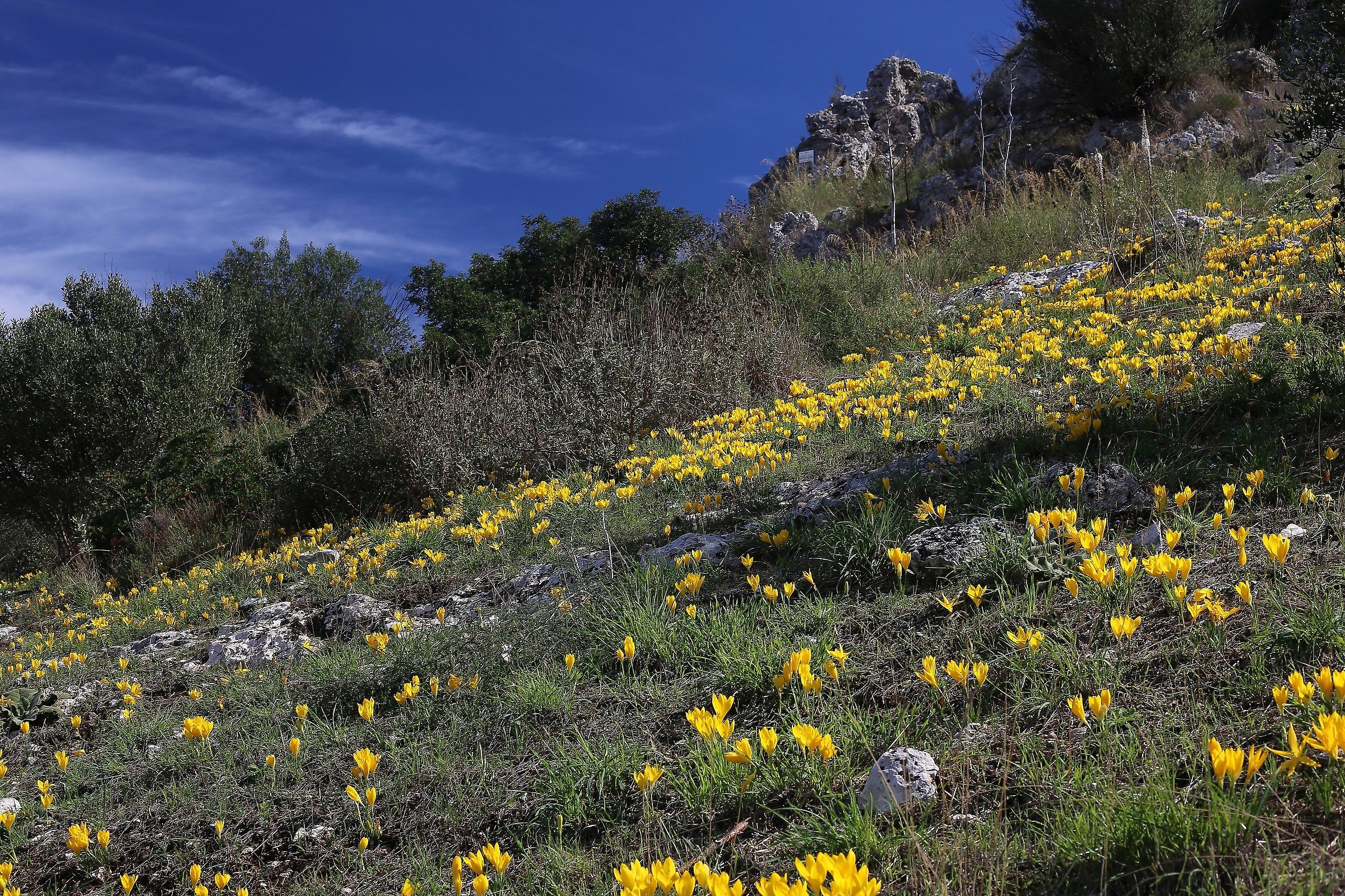 on the slope of crocuses