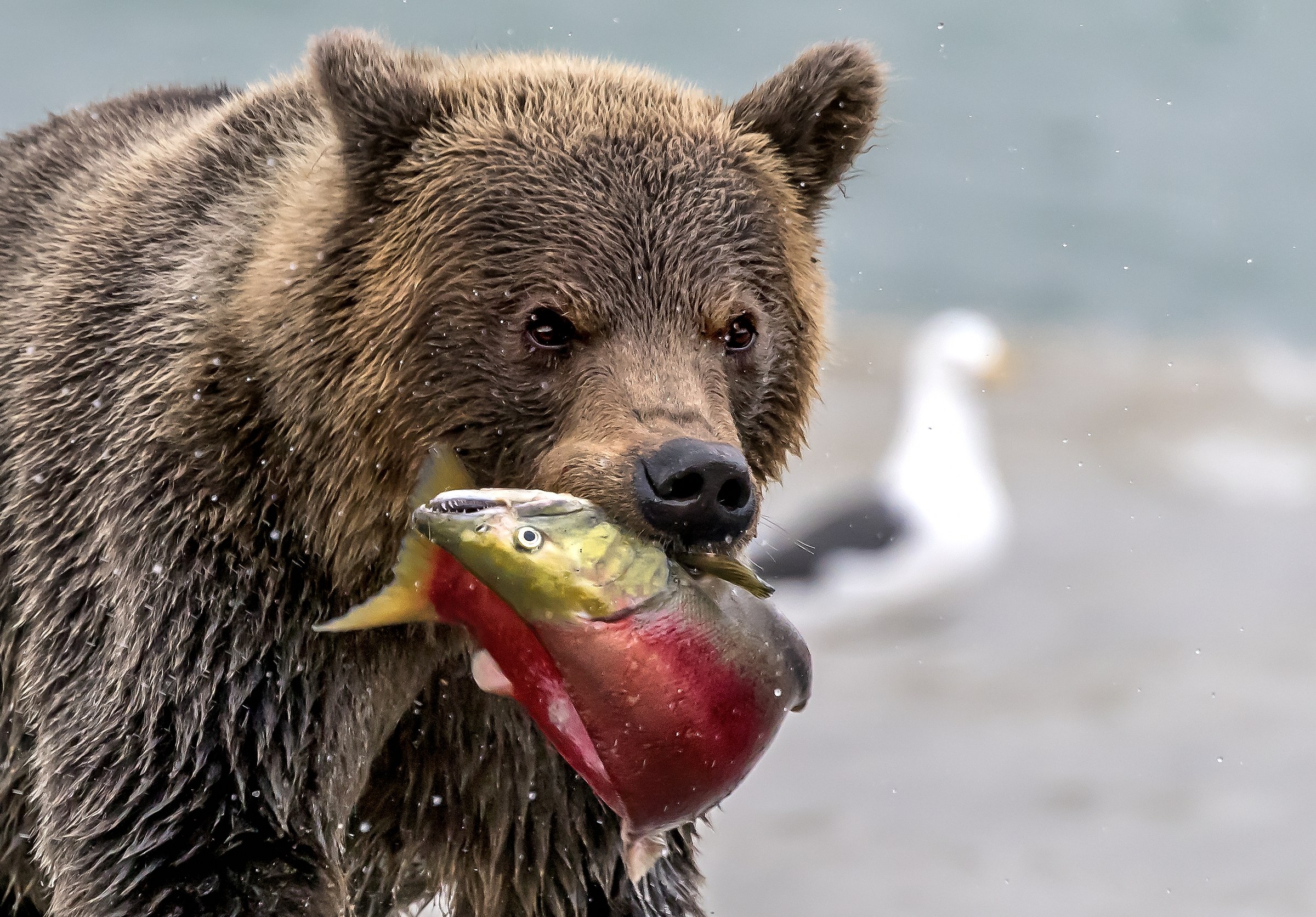 Kamchatka 2016 - Predation