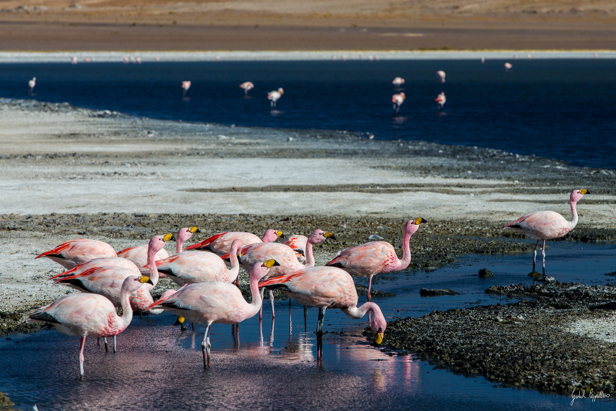 Chilean flamingo