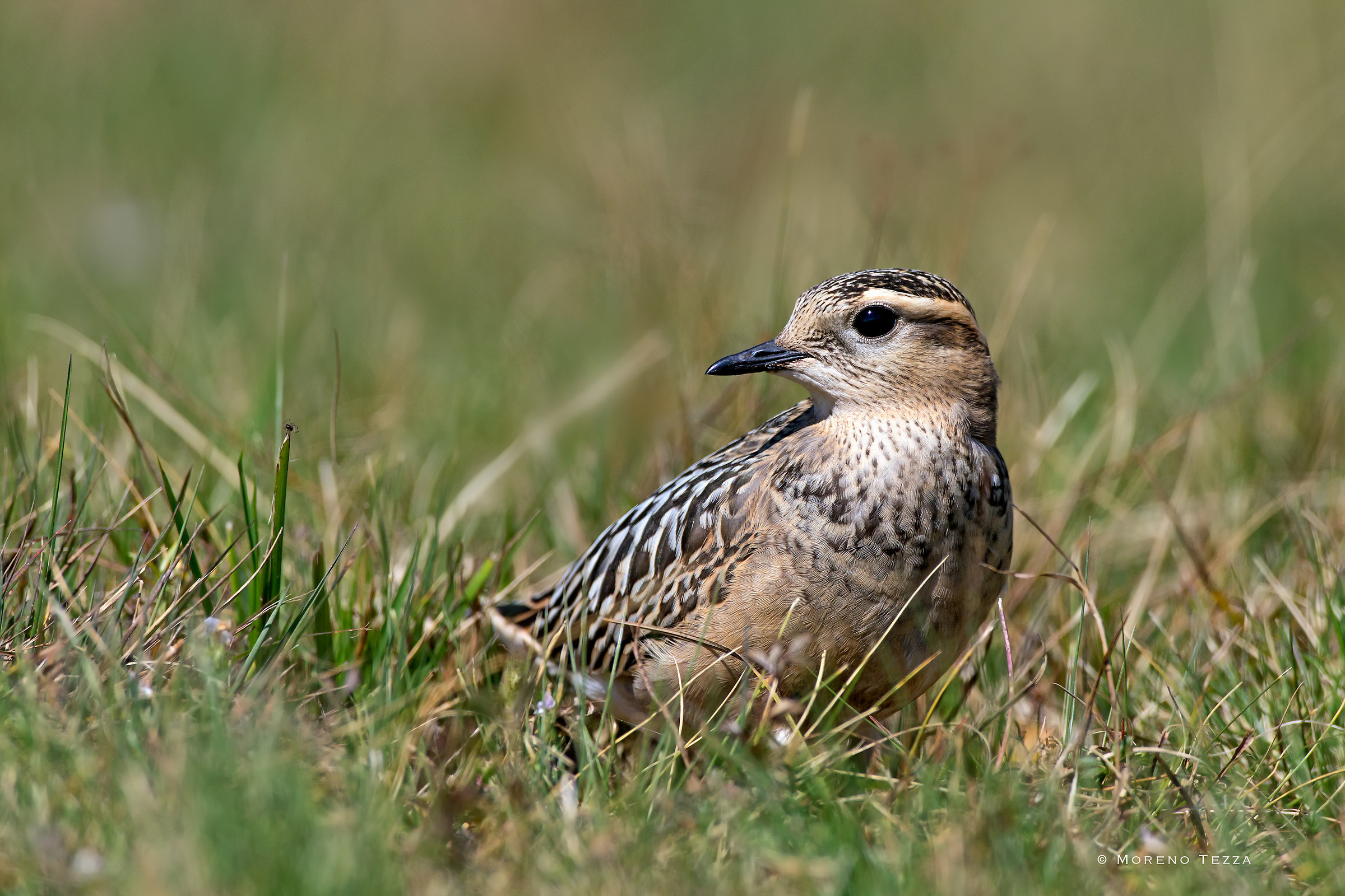 Plover Trottolino ...... lazy!
