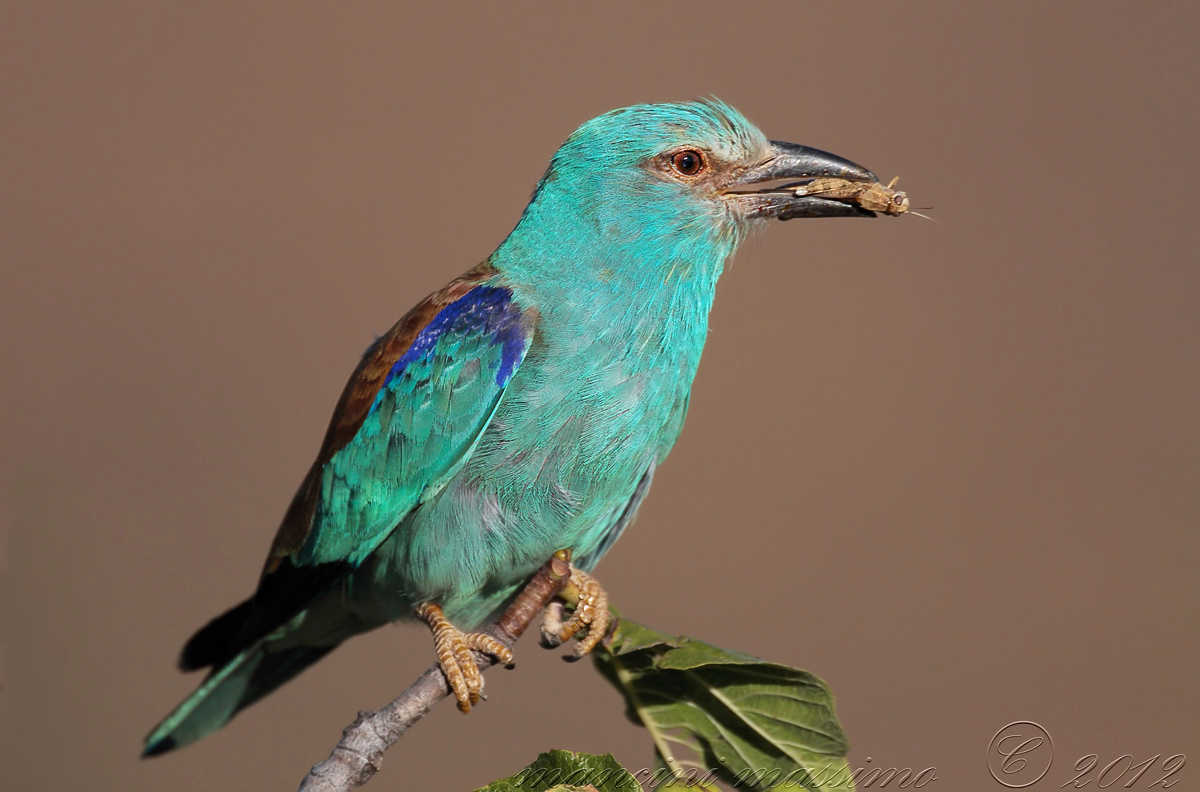 European roller (Coriacias garrulus)