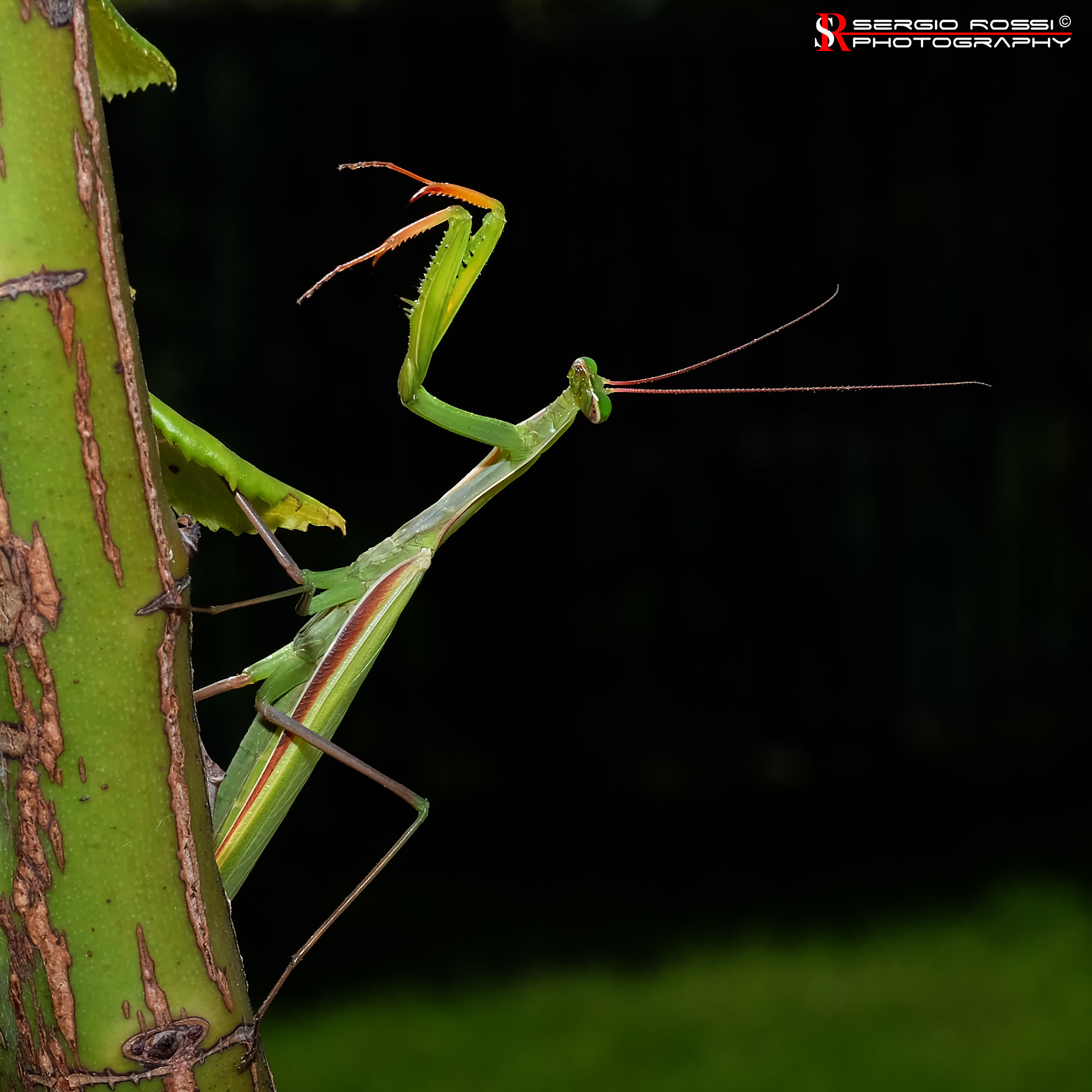 Praying mantis