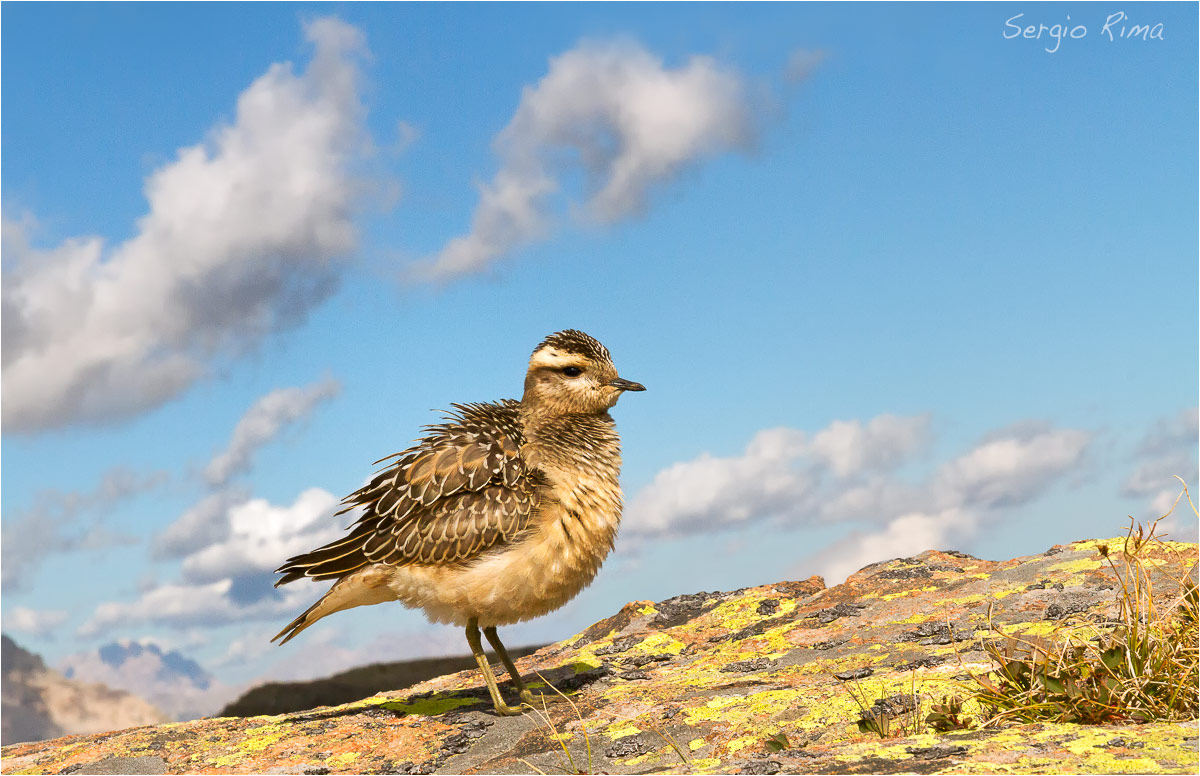 dotterel