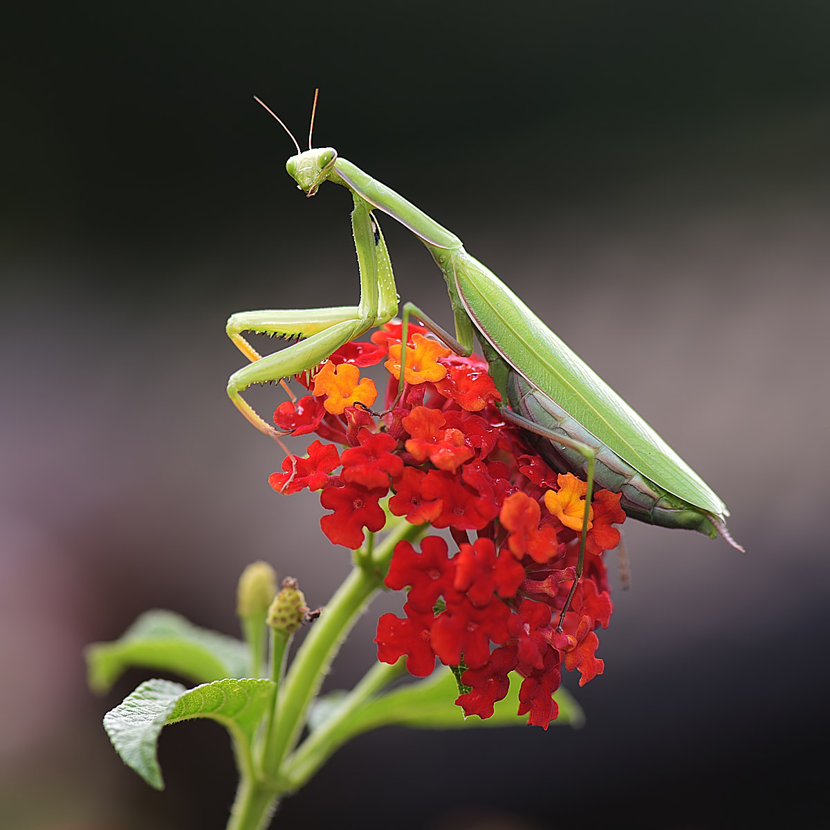 mantis on lantana