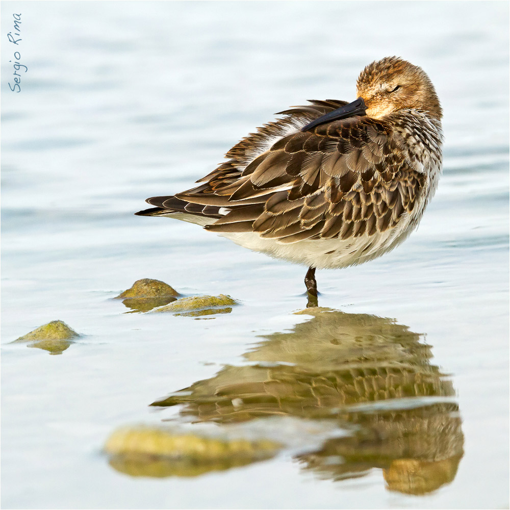 dunlin