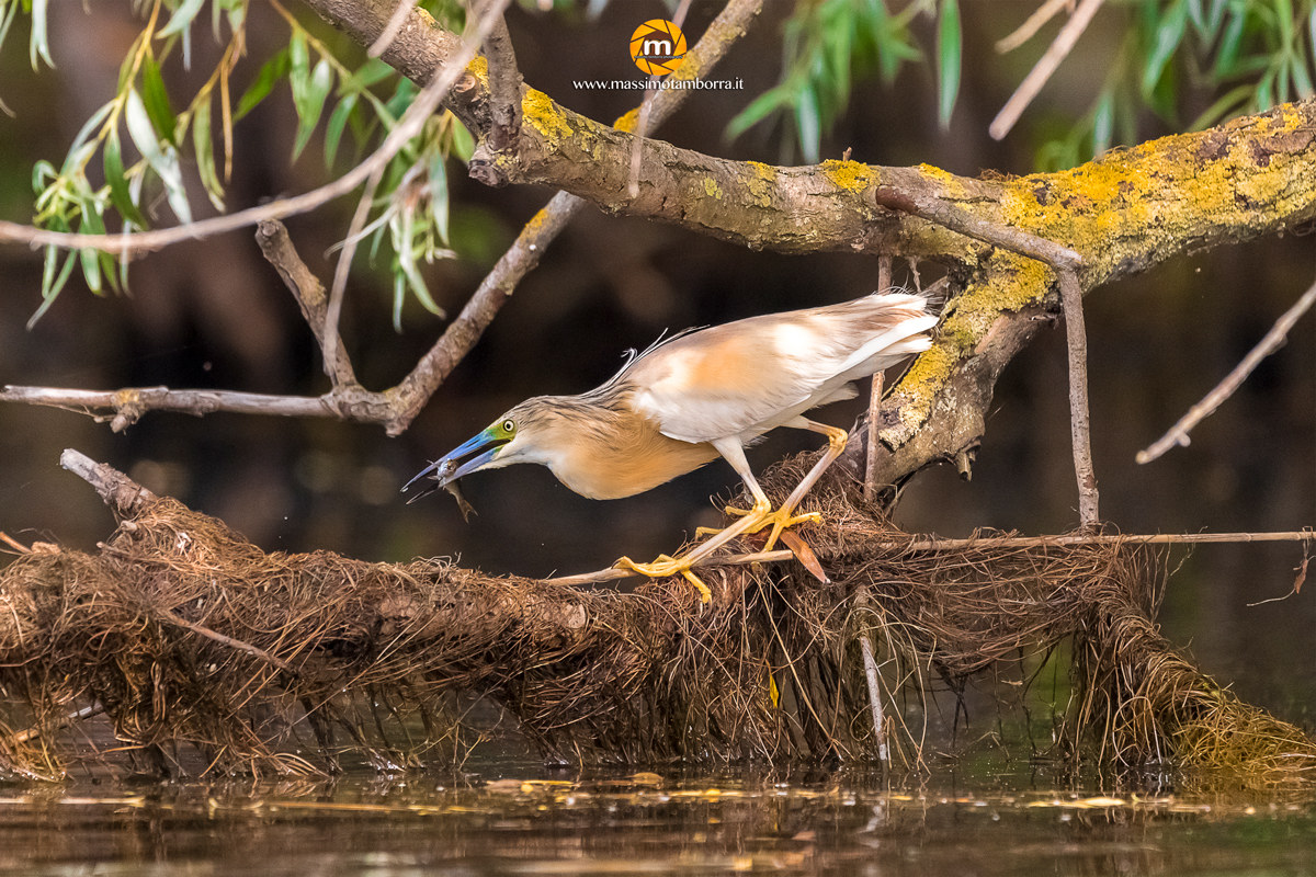 Sgarza Ciuffetto in action