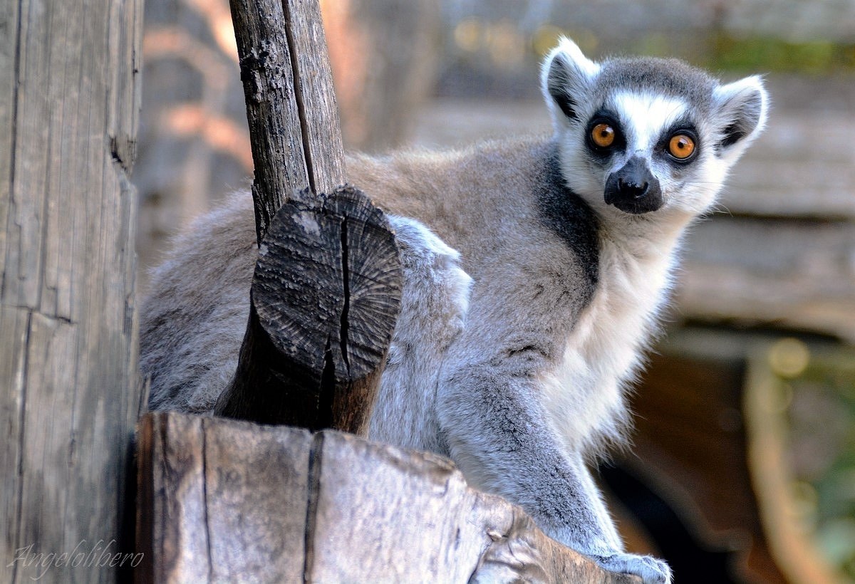 Lemur..