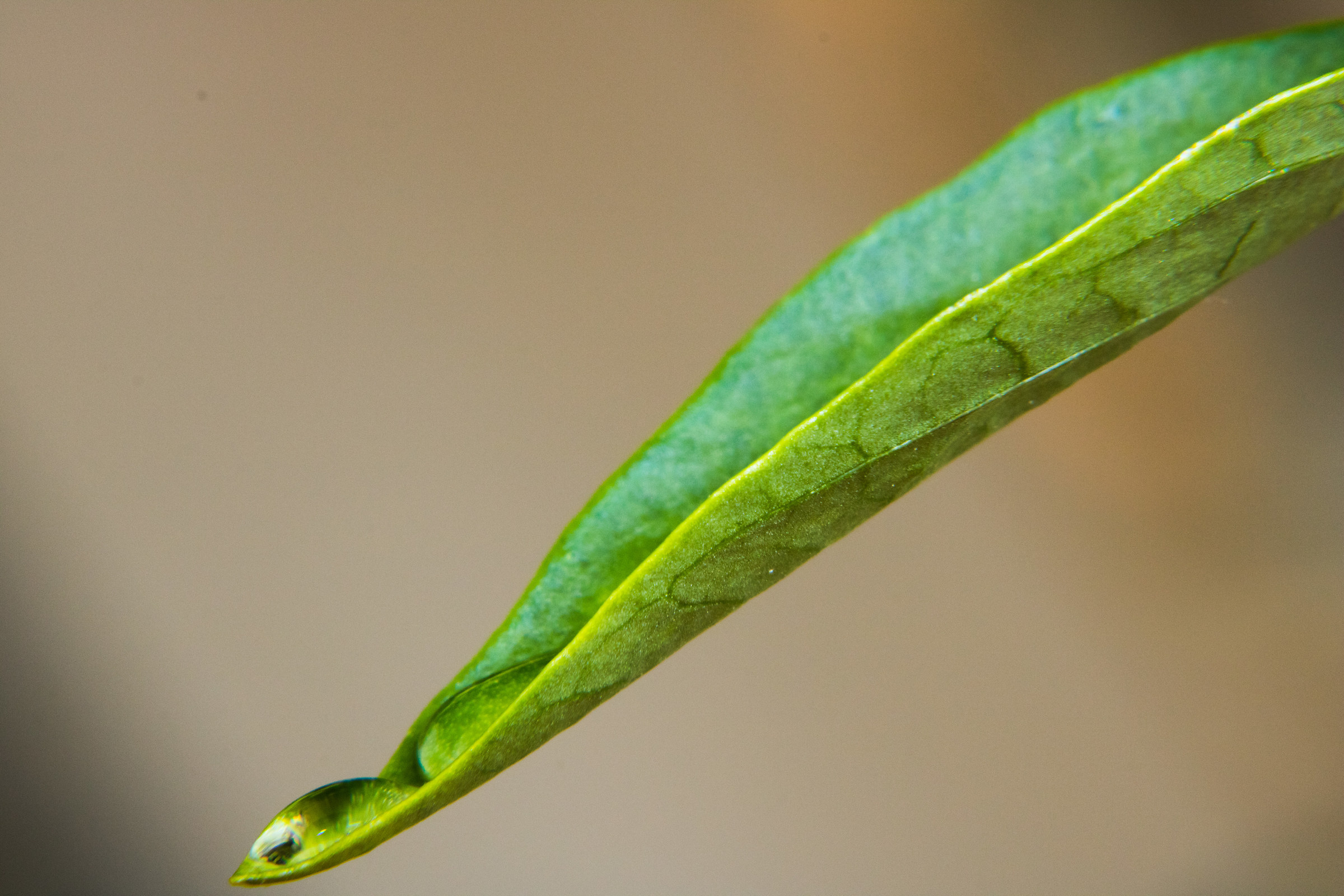 Macro early experiments! Help me........