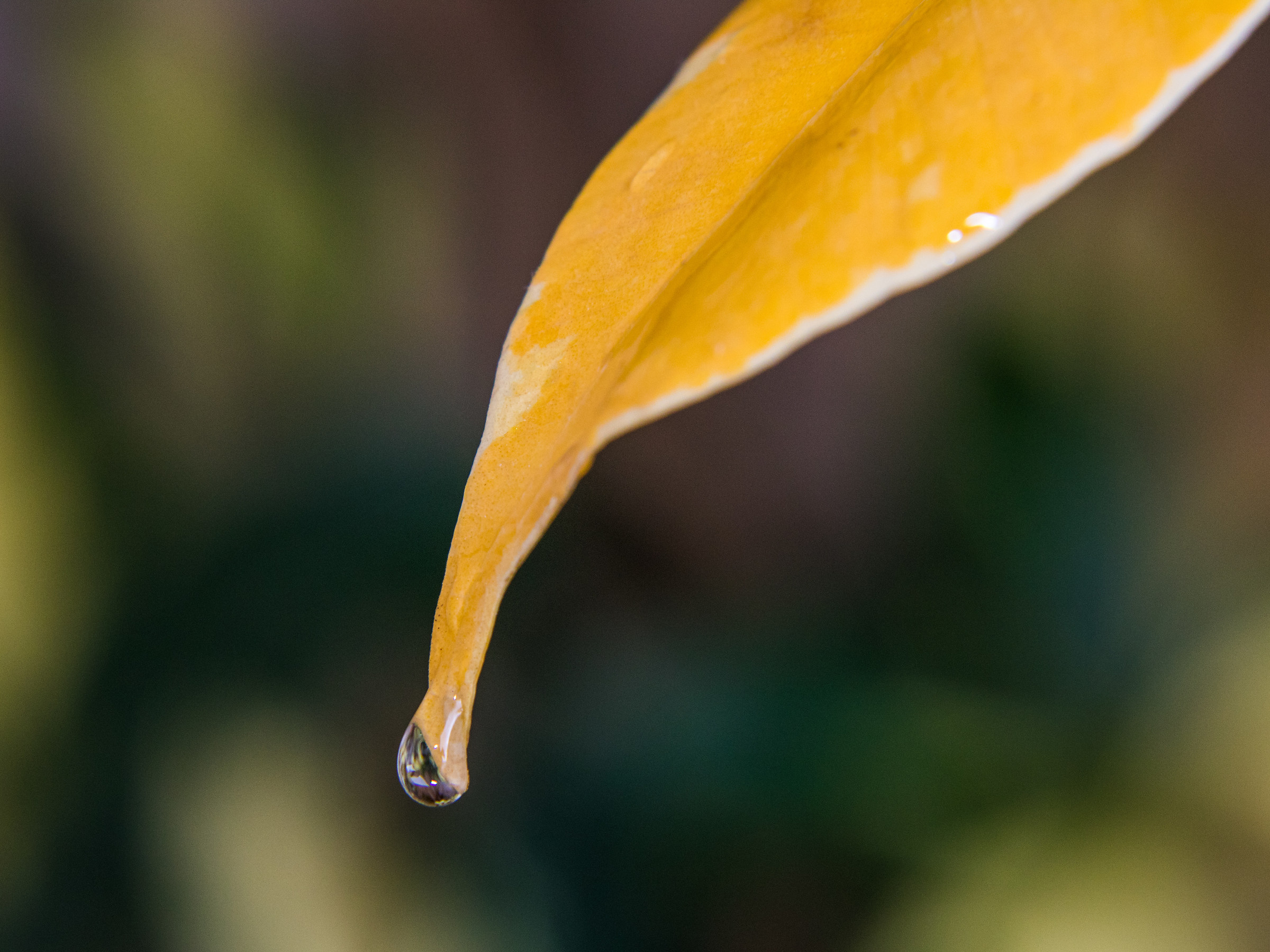 Macro early experiments! Help!!!!