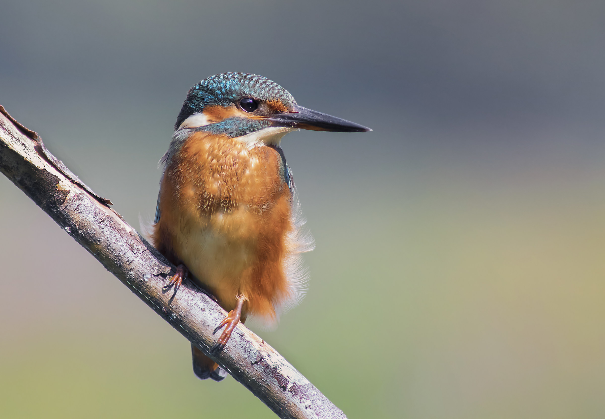 feathers in the wind