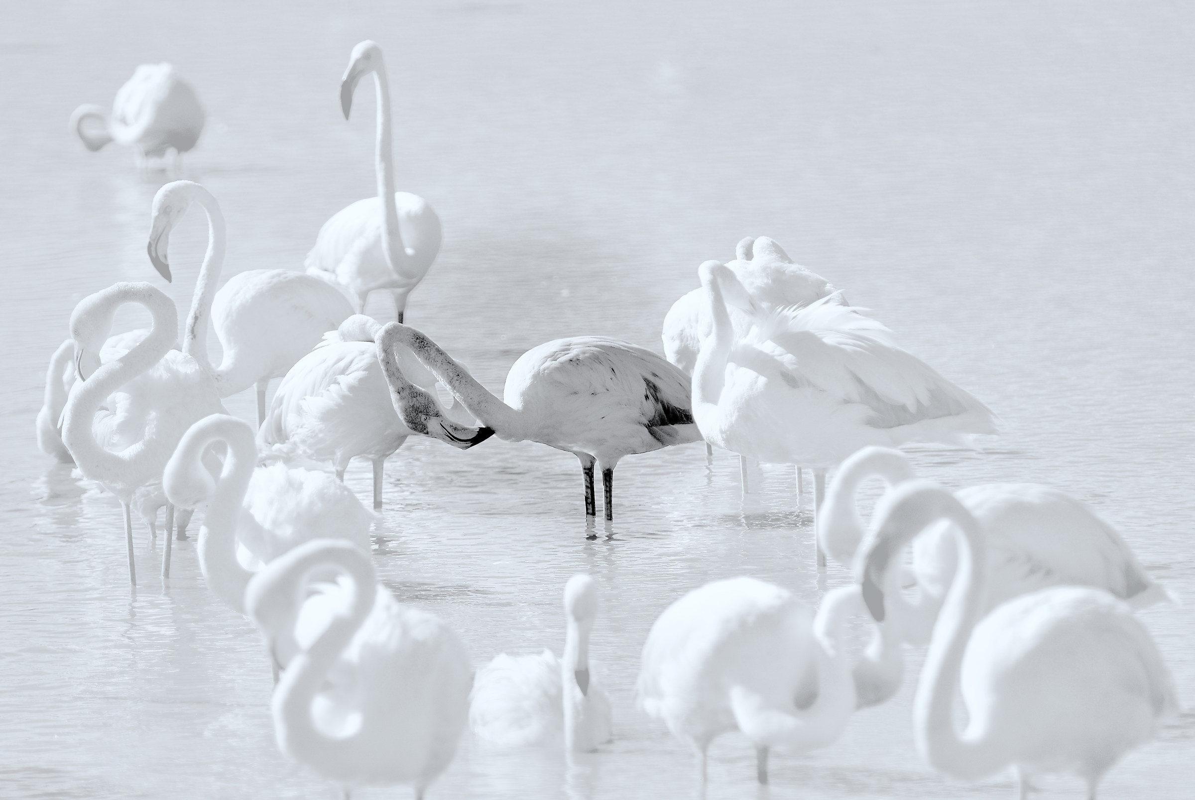 al centro del gruppo