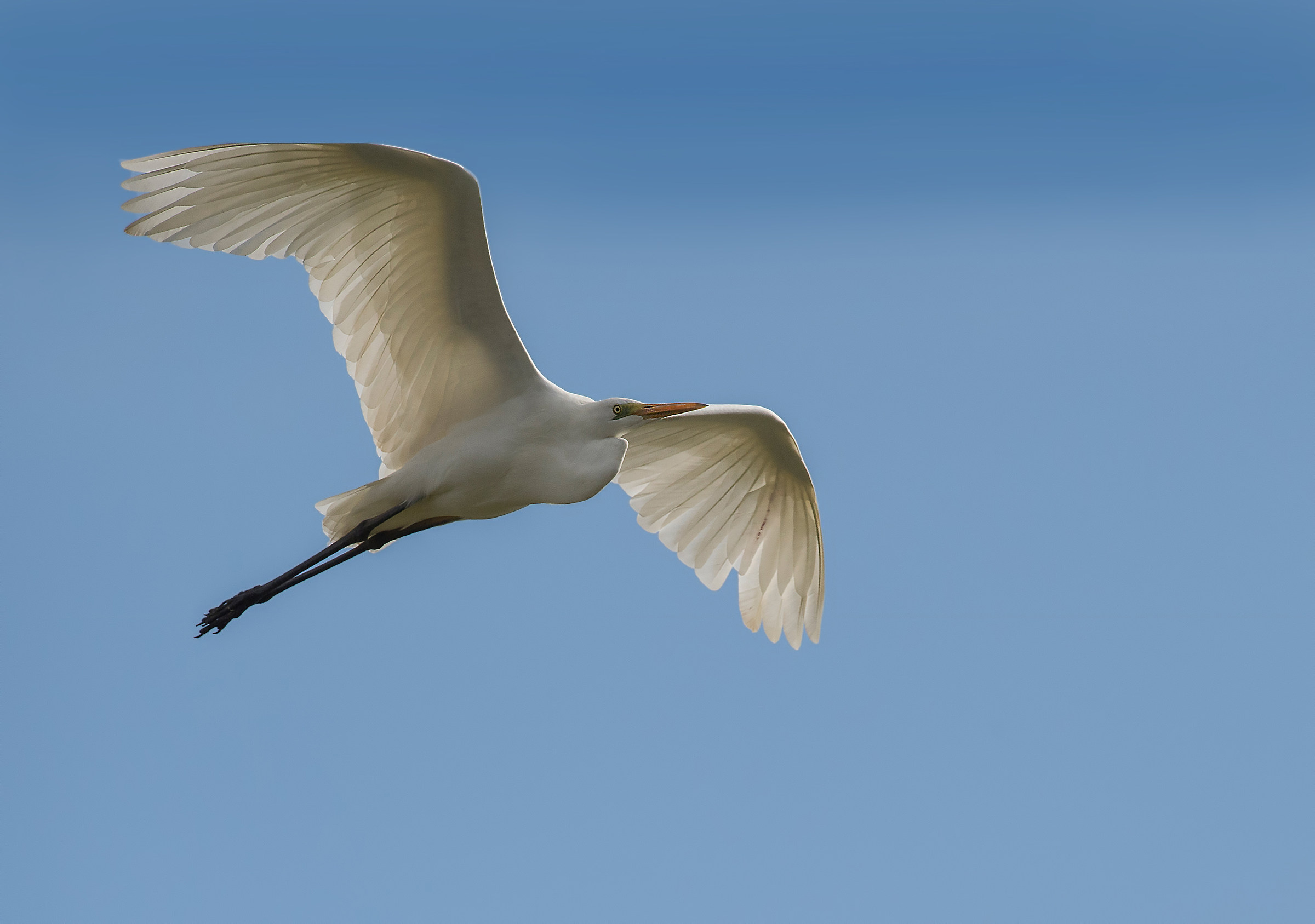 airone bianco maggiore