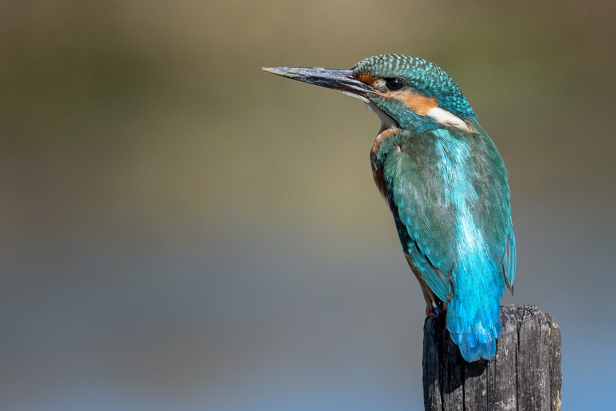 Kingfisher posing