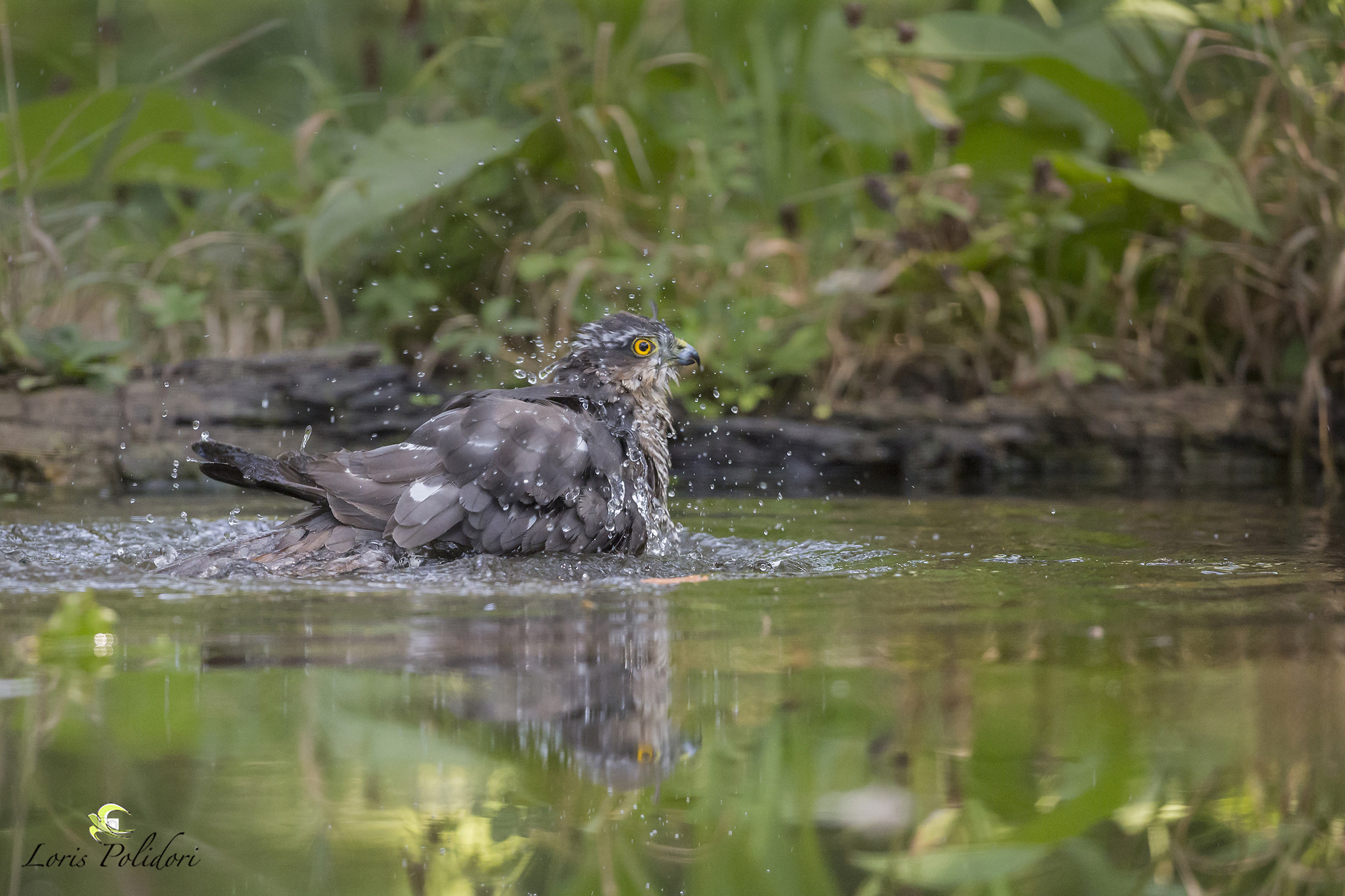 il bagno dello sparviere