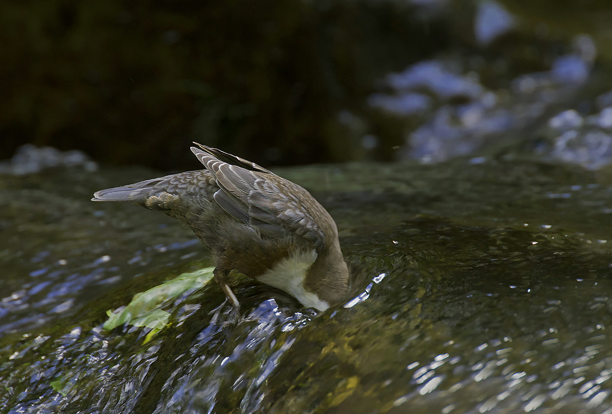 blackbird acquaiolo-