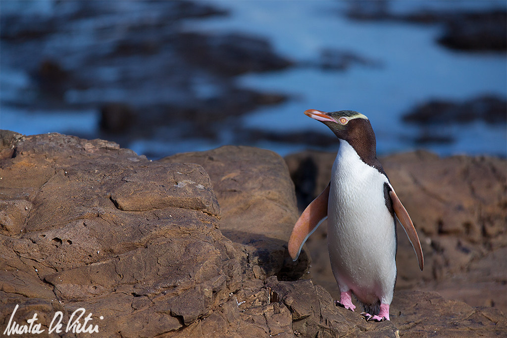 Yellow Eyed Penguin