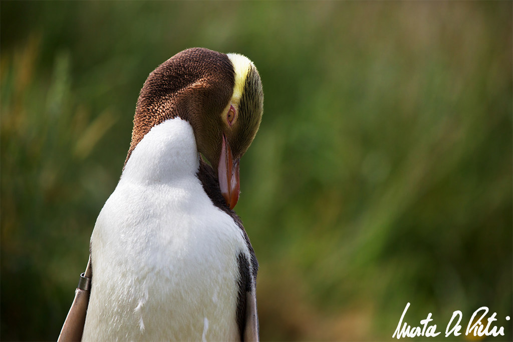 Yellow Eyed Penguin