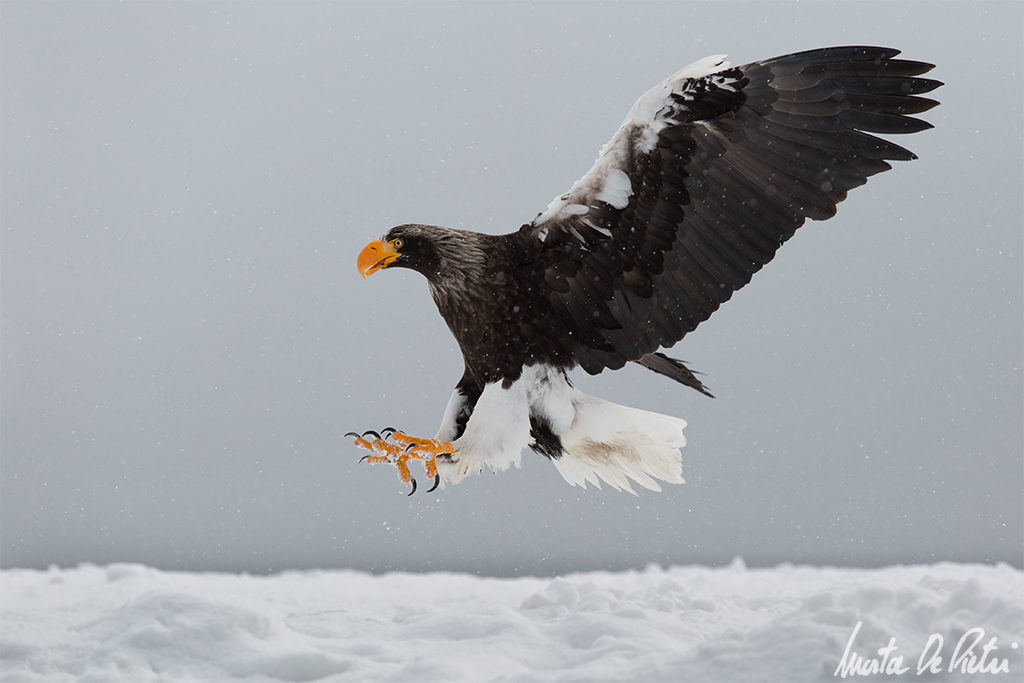 Steller's Sea Eagle