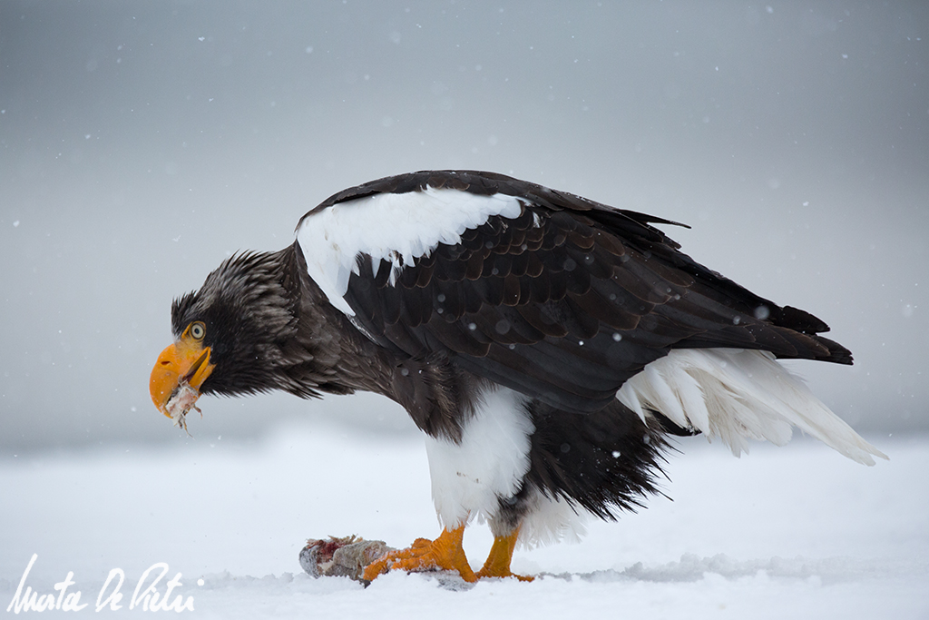 Steller's Sea Eagle