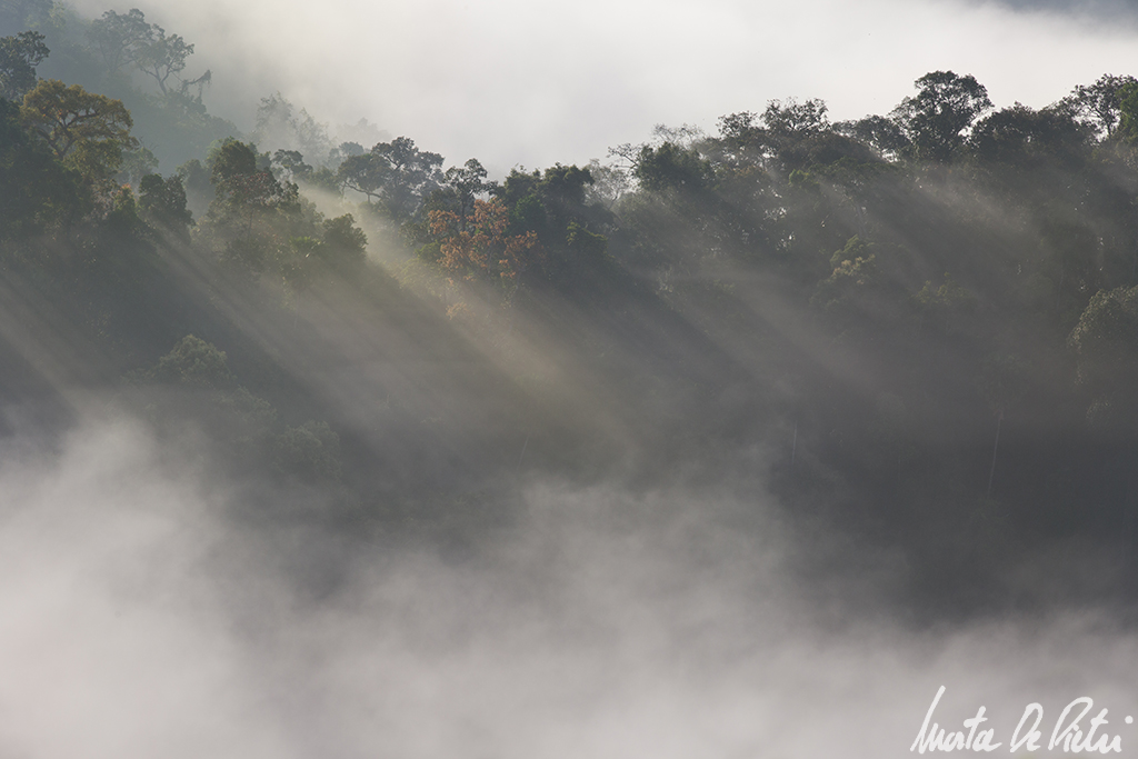 The awakening of the jungle