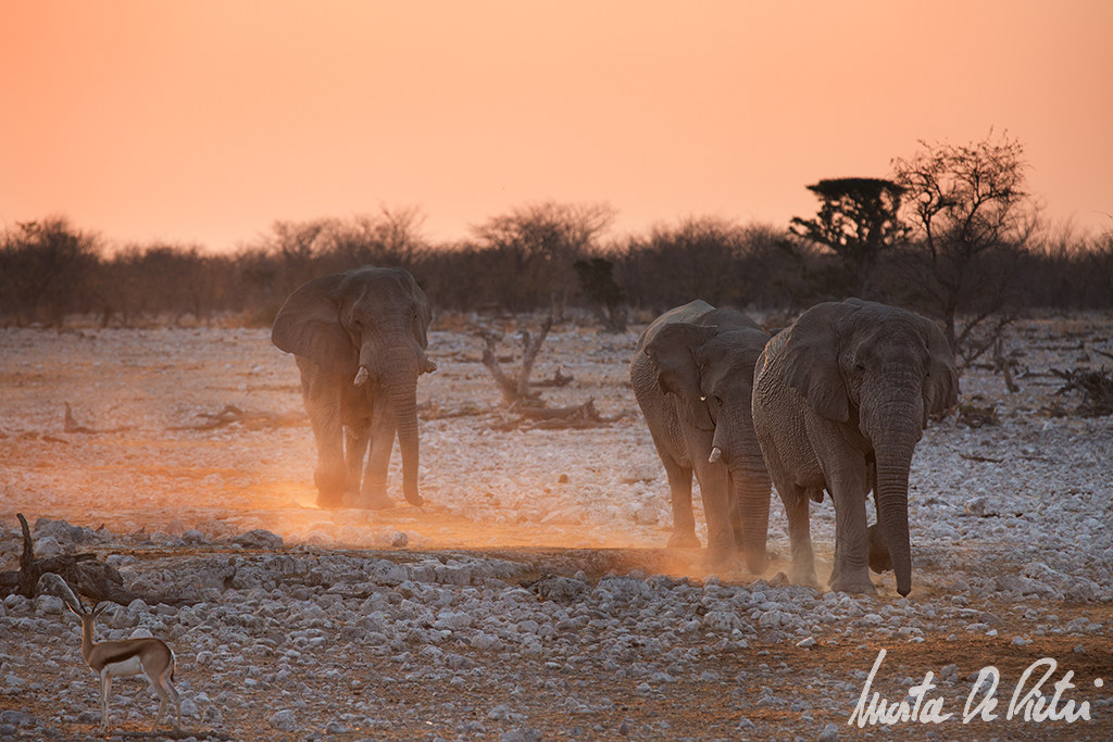 Etosha National Park