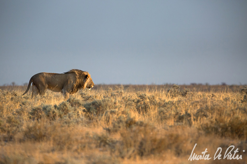 Etosha National Park