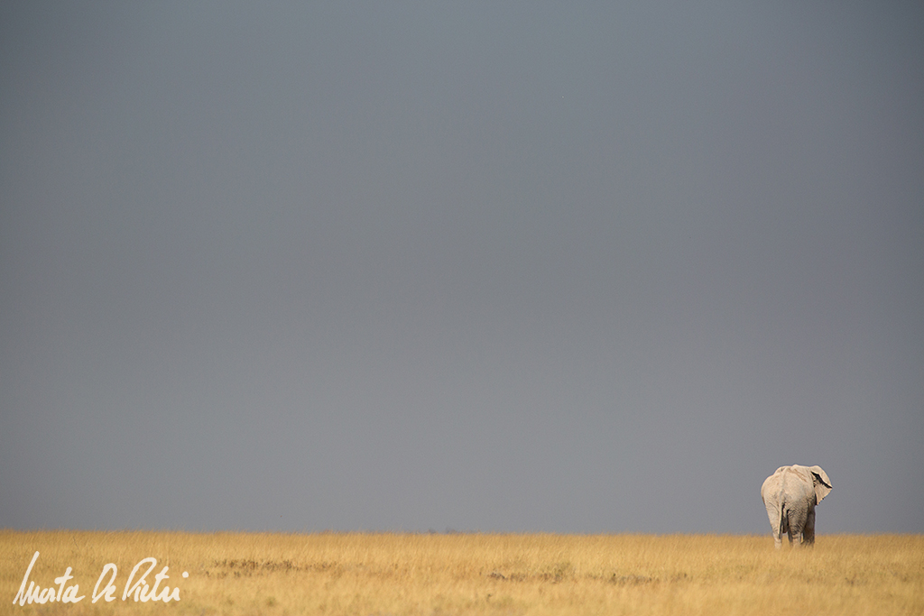 Etosha National Park