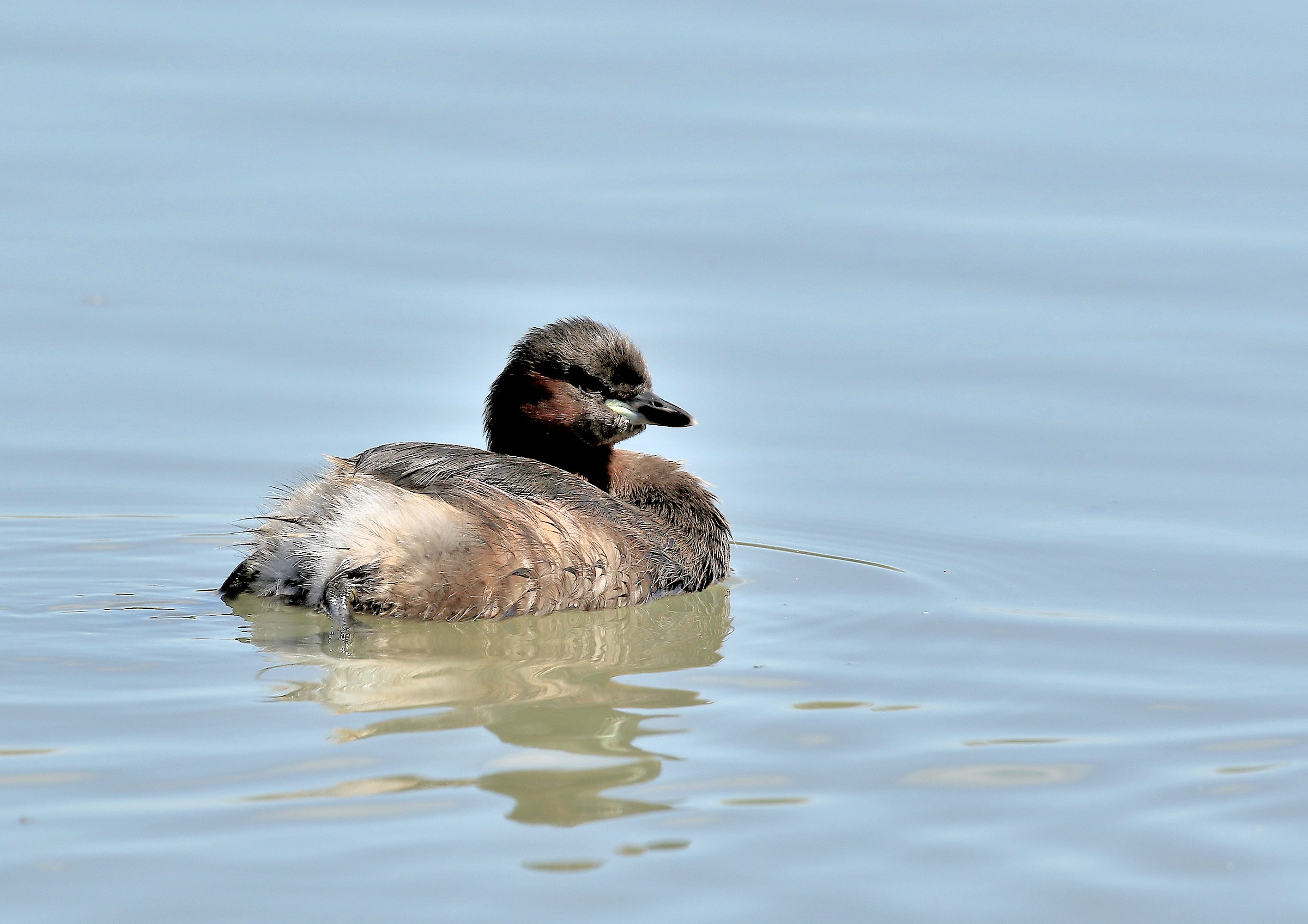 Little grebe