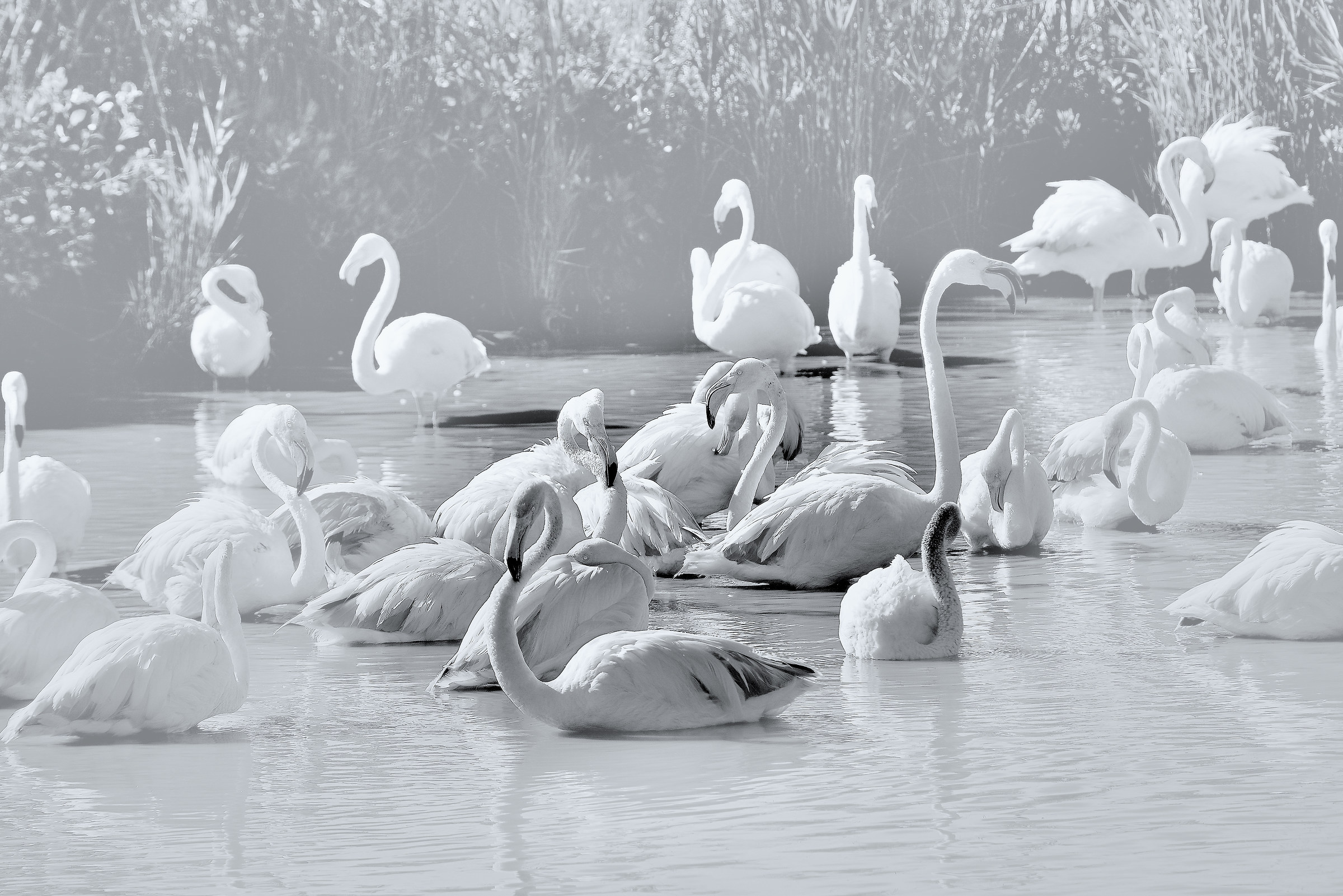 fenicotteri bianchi e neri