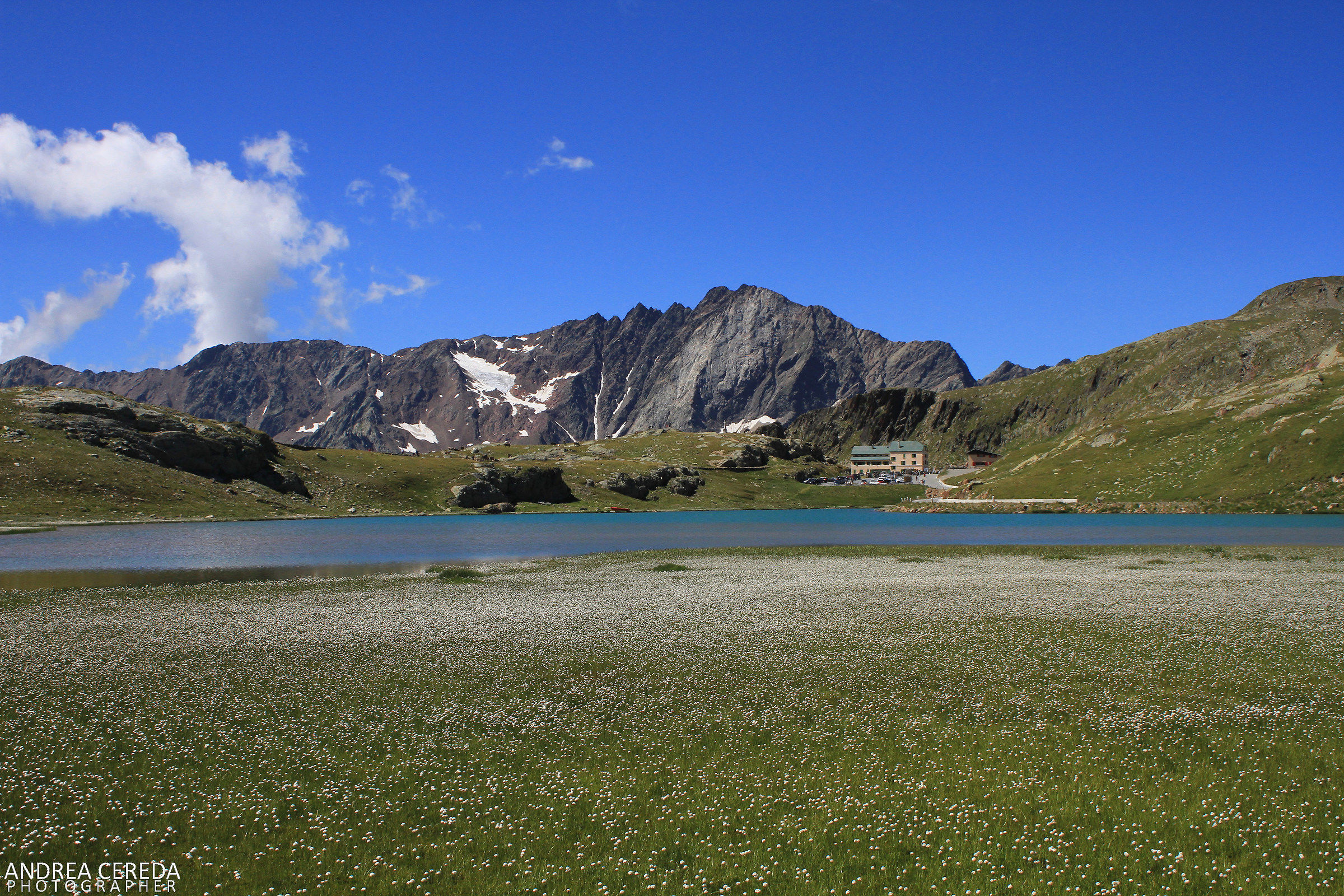Passo Gavia - La fioritura dell'erioforo al Lago Bianco