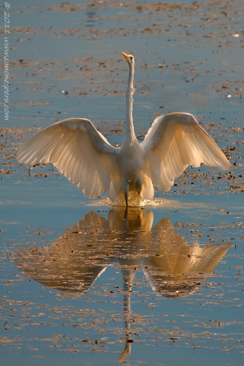 Bianco maggiore...controluce...