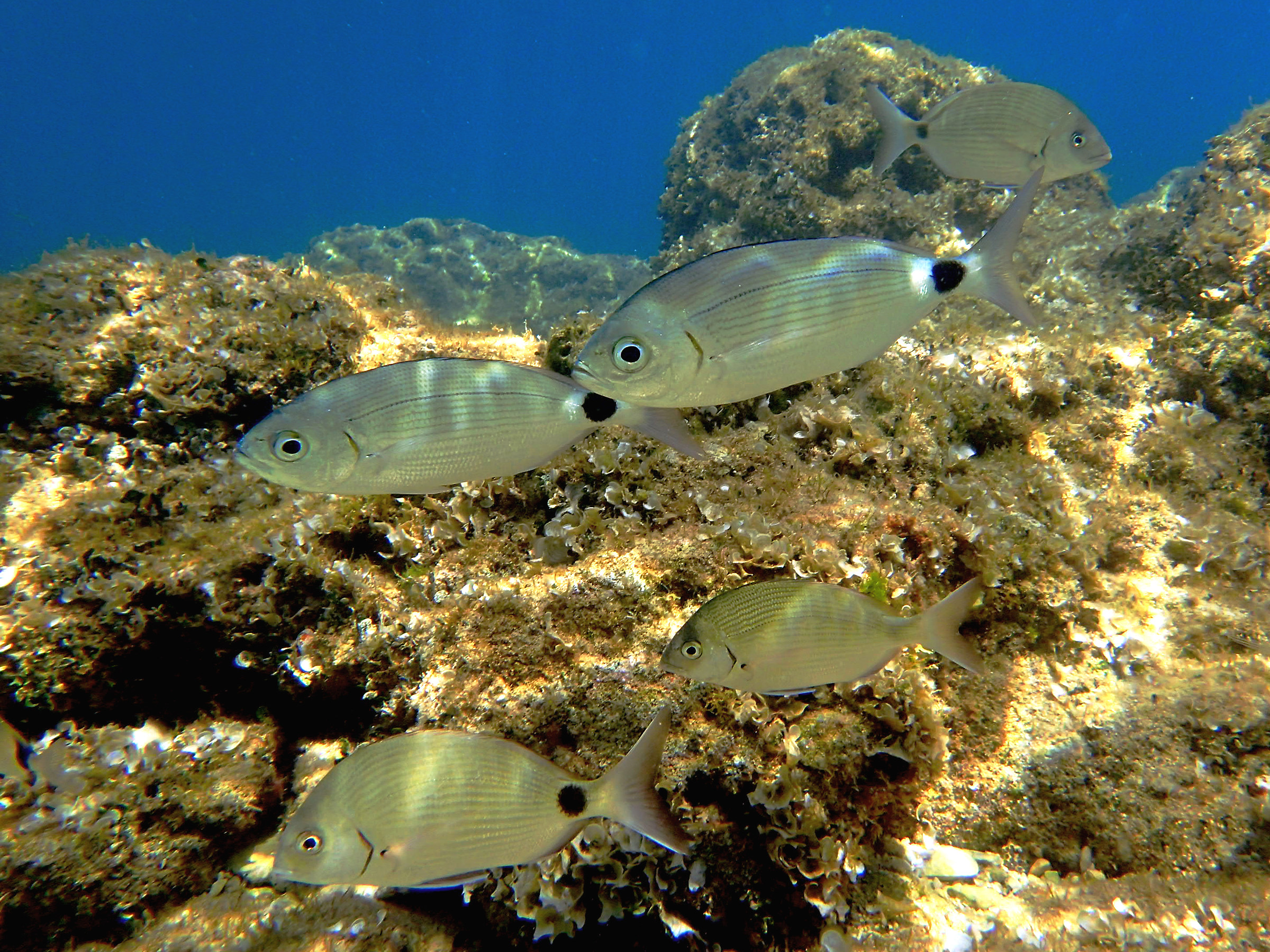 Snorkeling - Spiaggia Debeljak
