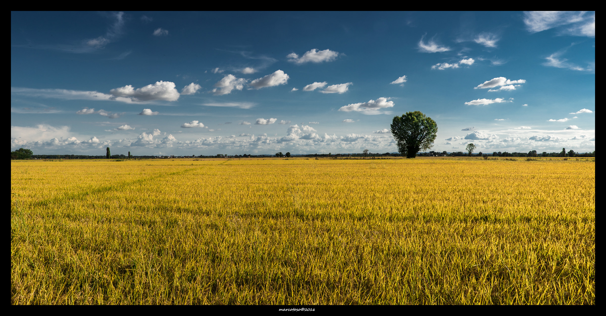 Risaie prima della raccolta
