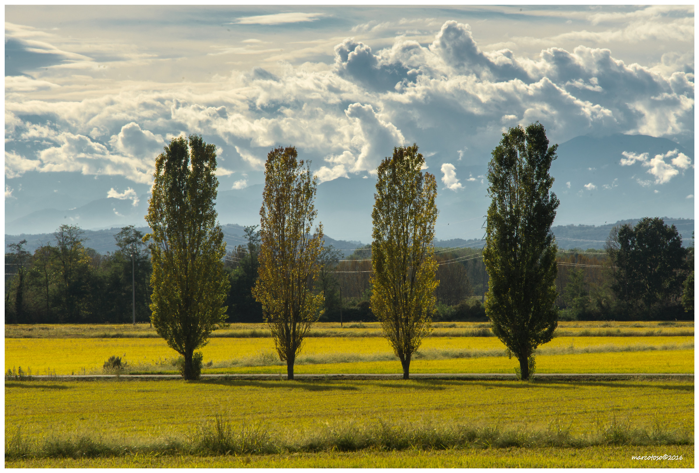 Nei campi di risaie ad Albano Vercellese