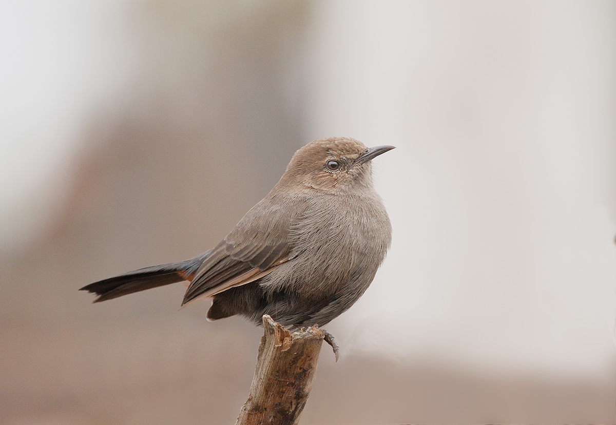 Indian Robin, female.