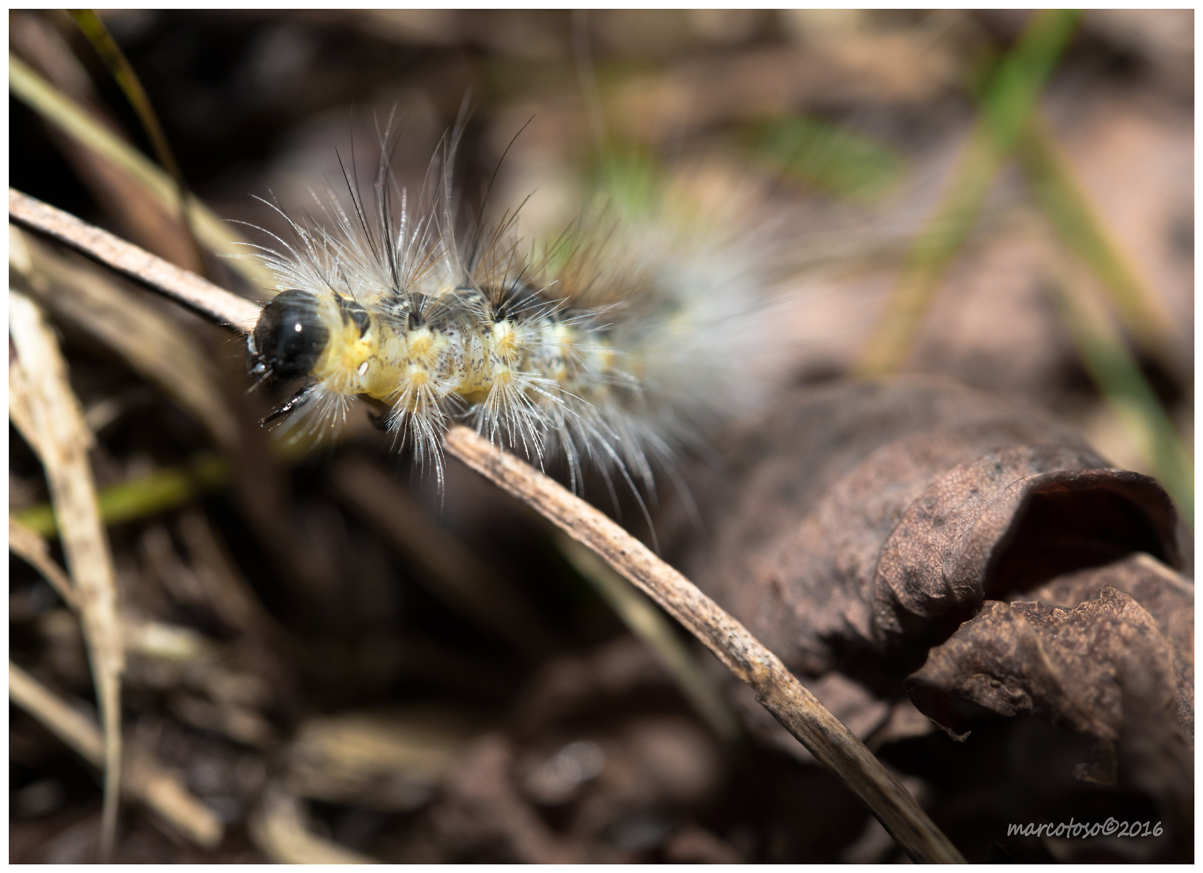 Millepiedi pelosetto ce la fa...