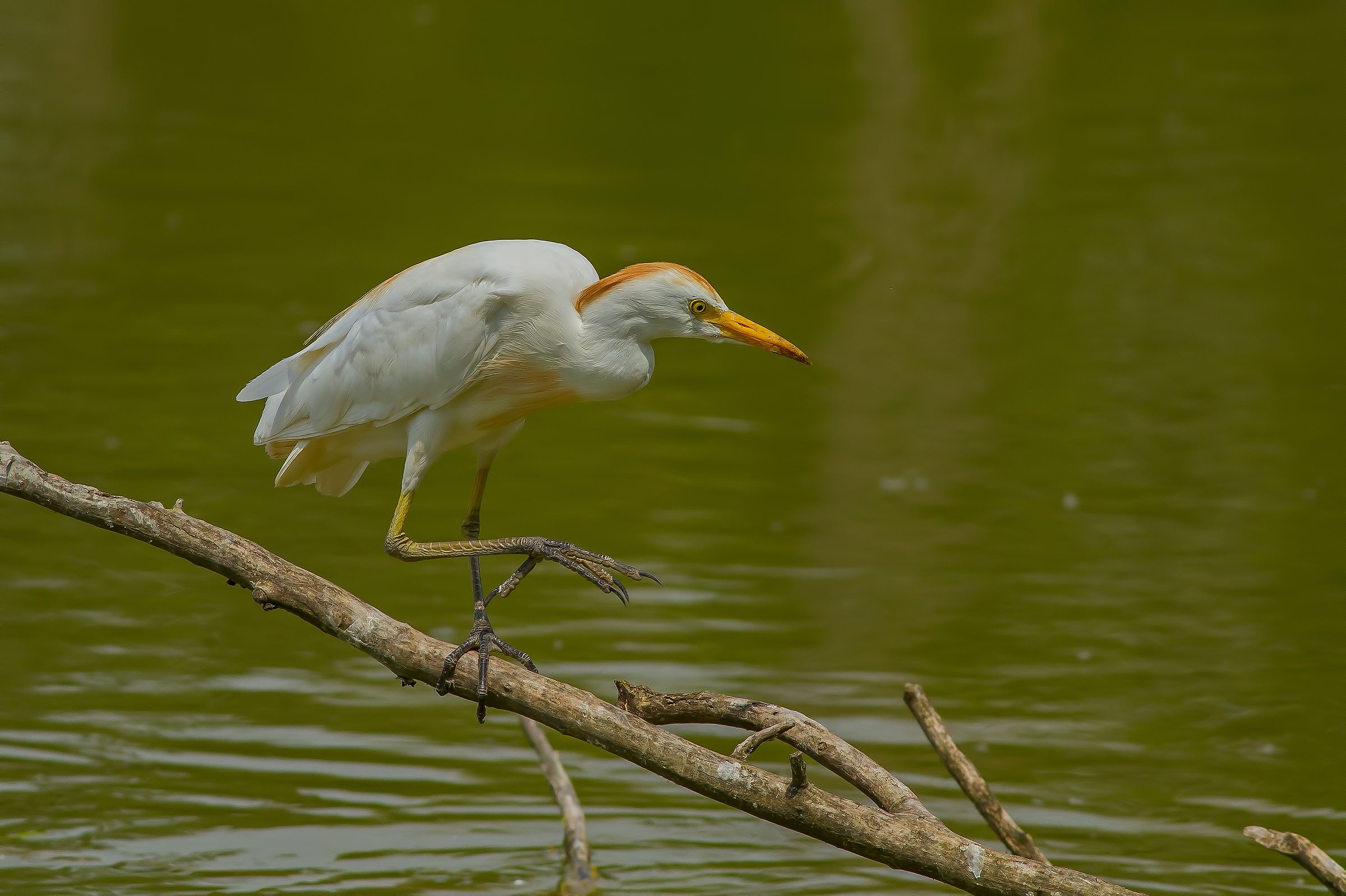 Egret.
