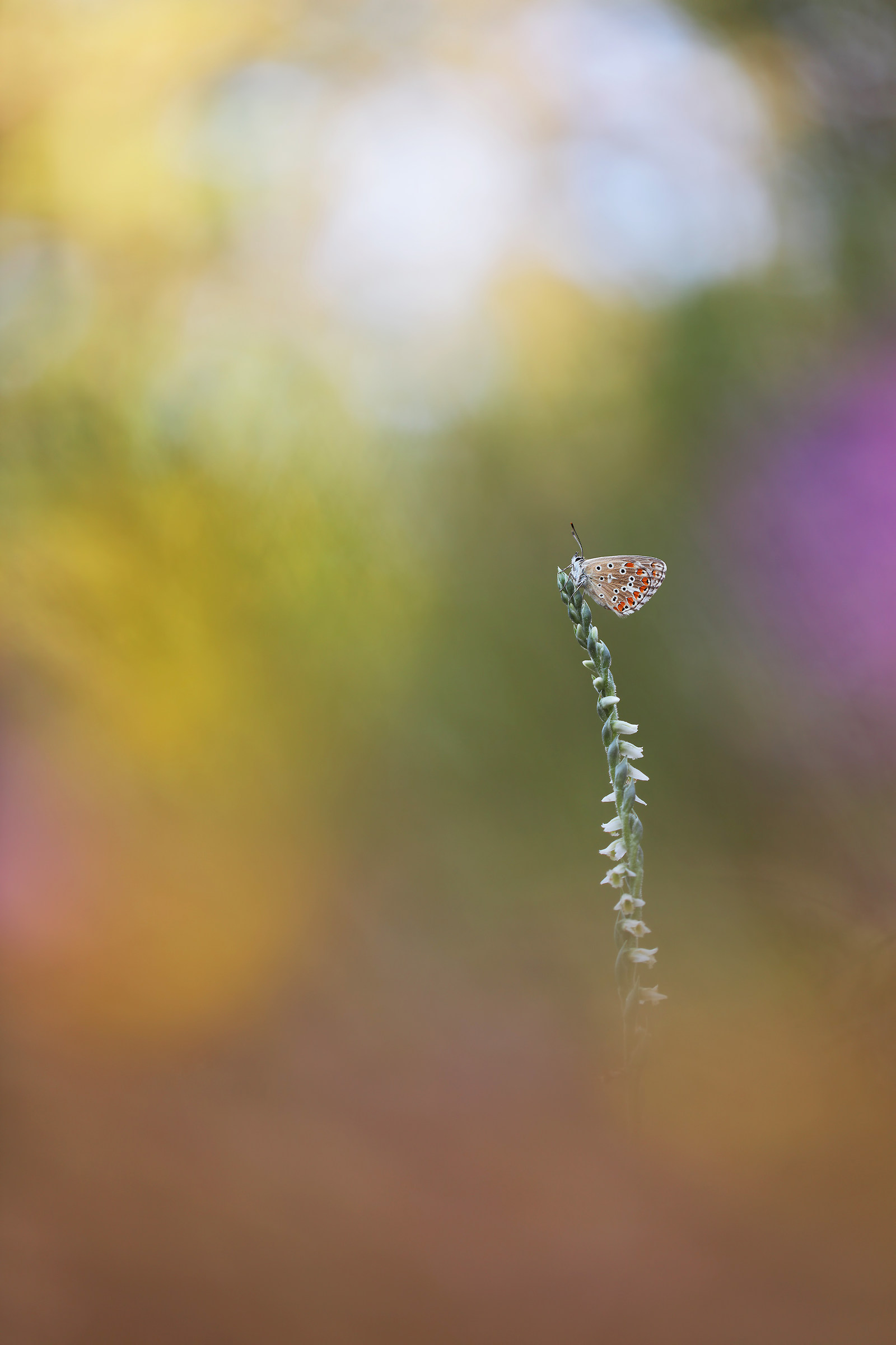 Licenide su Spiranthes spiralis