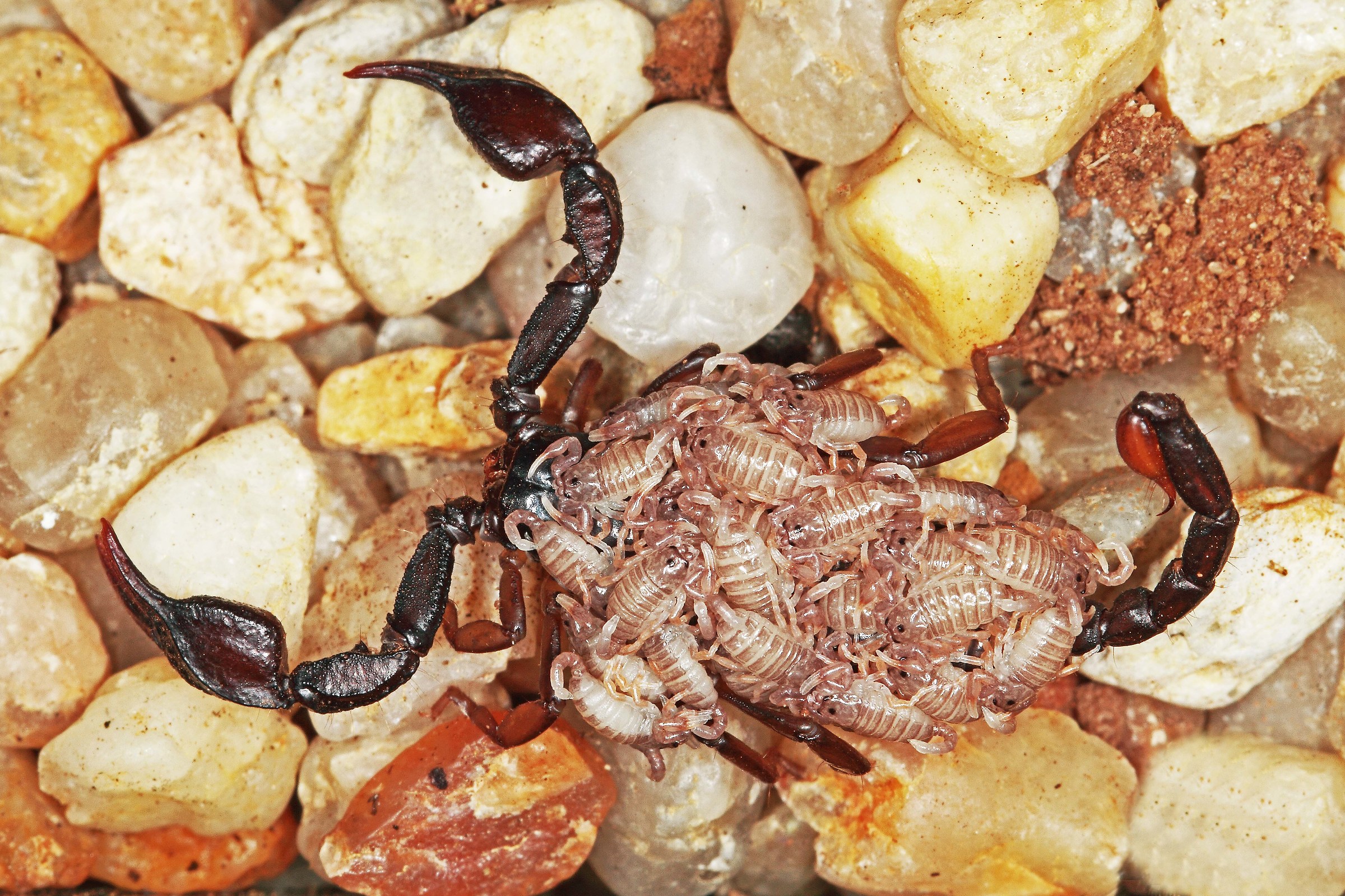 brood of European scorpion