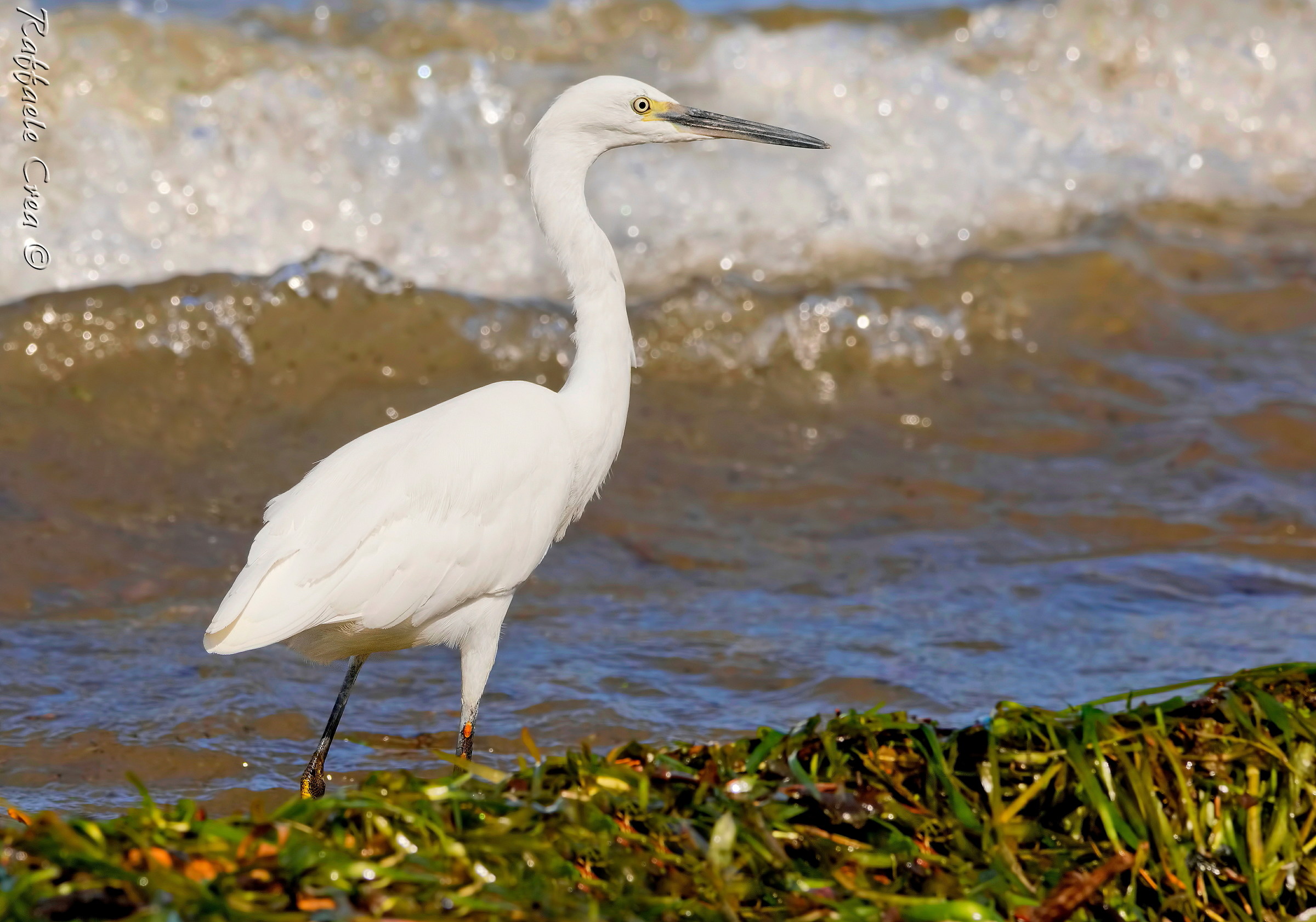 Egret sul Garda