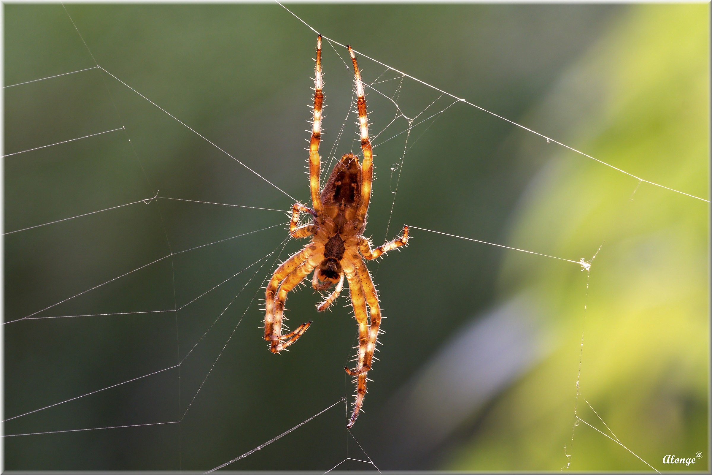 Araneus diadematus