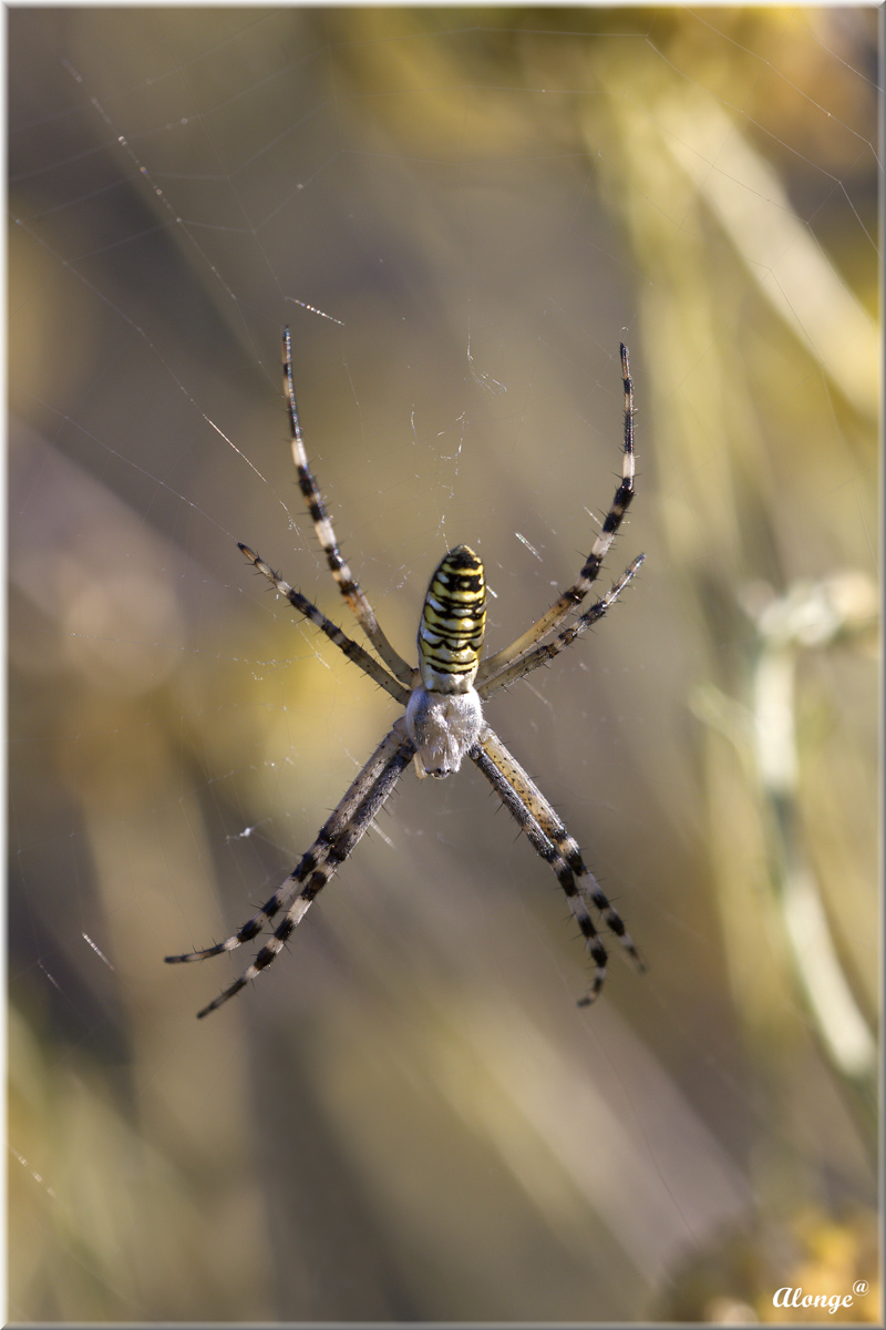 Argiope bruennichi