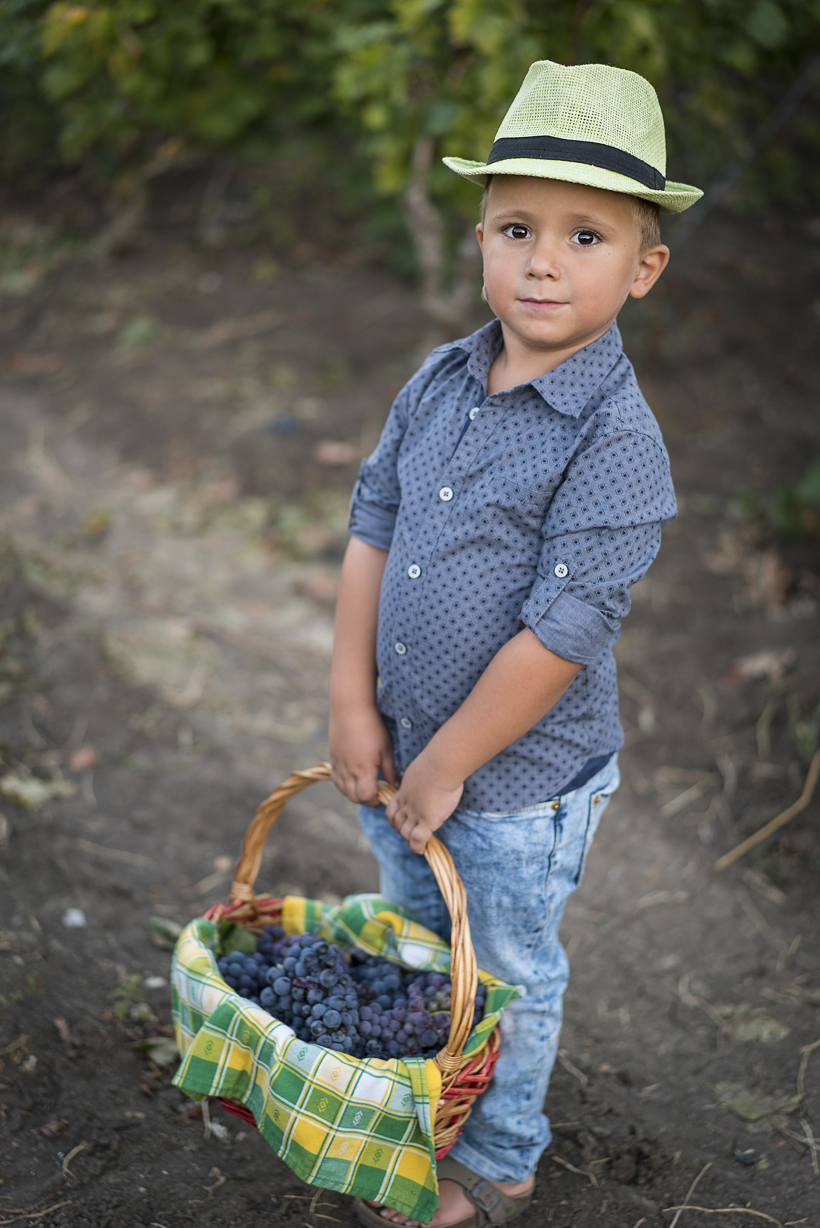 Uno dei migliori vendemmiatori