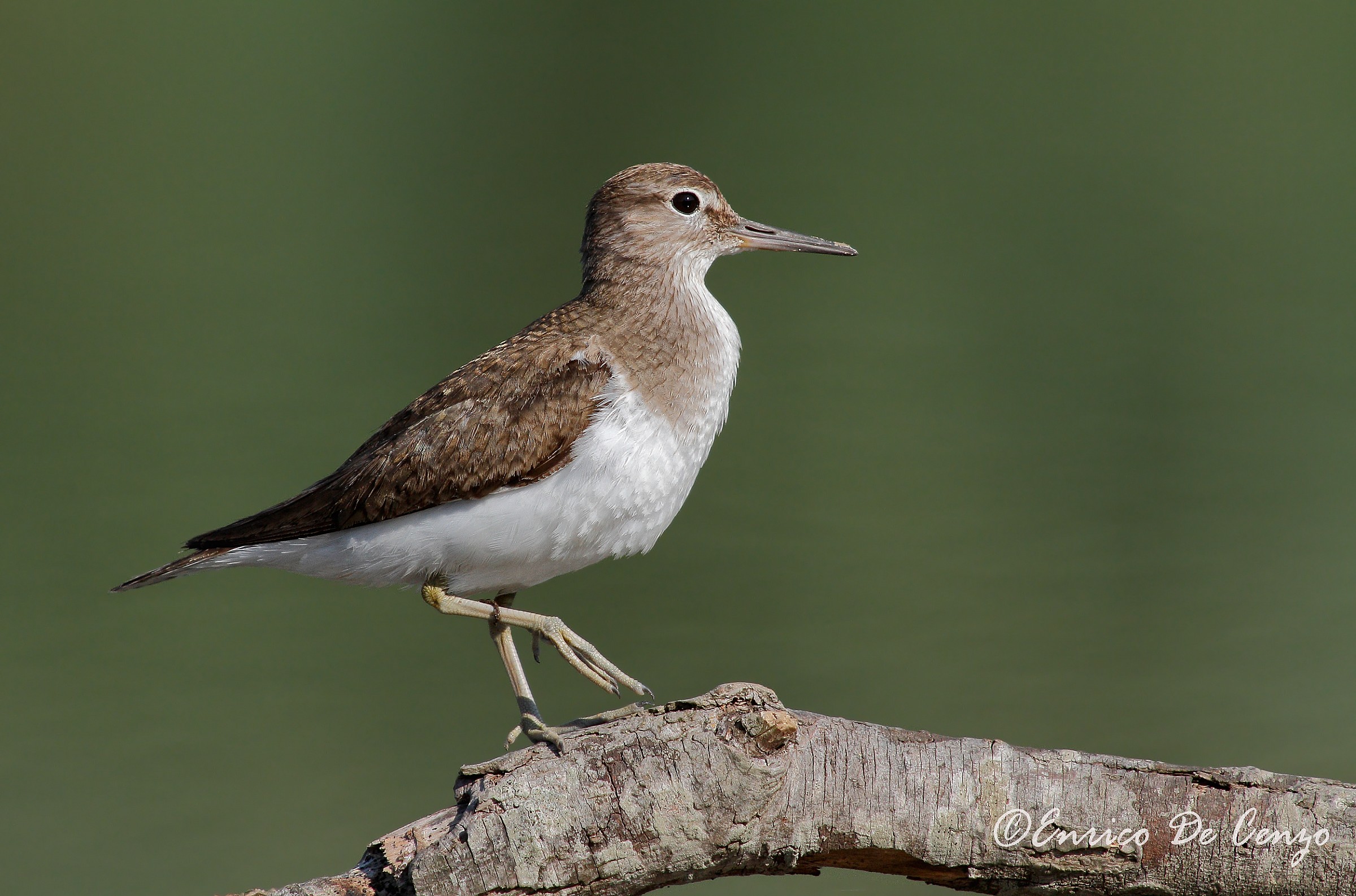Sandpiper