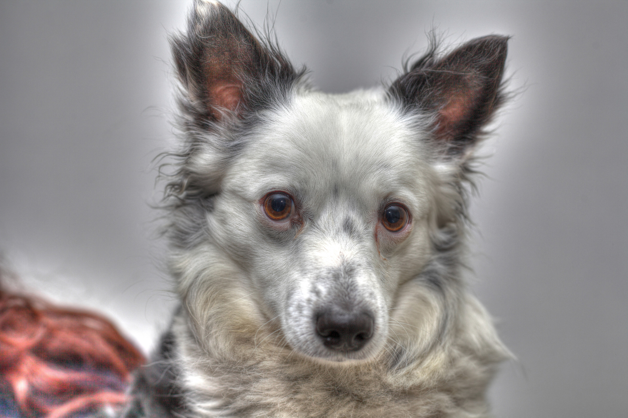 Splinter from kennels bastard